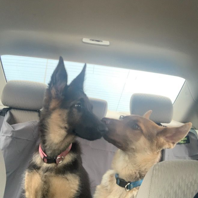 Enlarge Joker and Harley, a Adoptable German Shepherd Dog in Millburn, NJ image 2/5