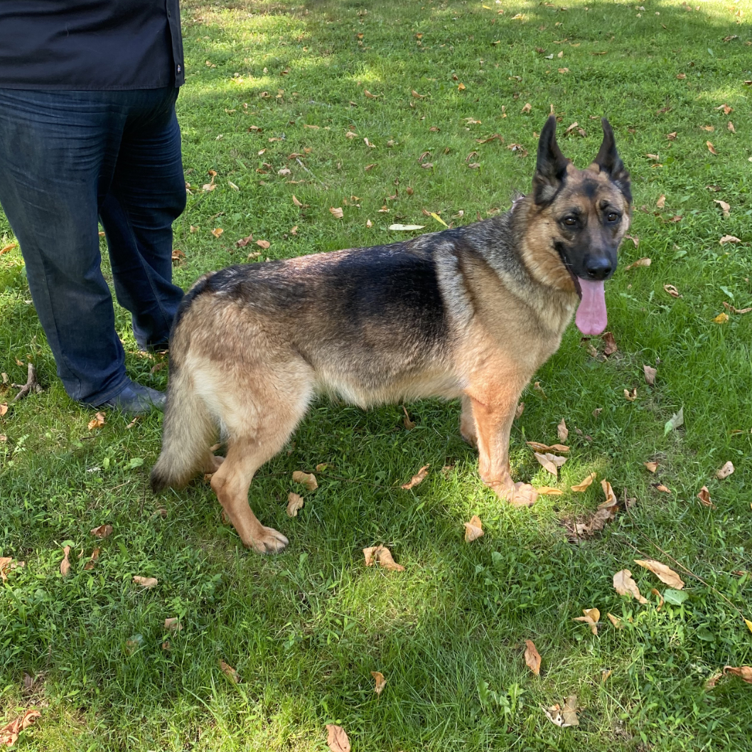 Enlarge Joker and Harley, a Adoptable German Shepherd Dog in Millburn, NJ image 5/5