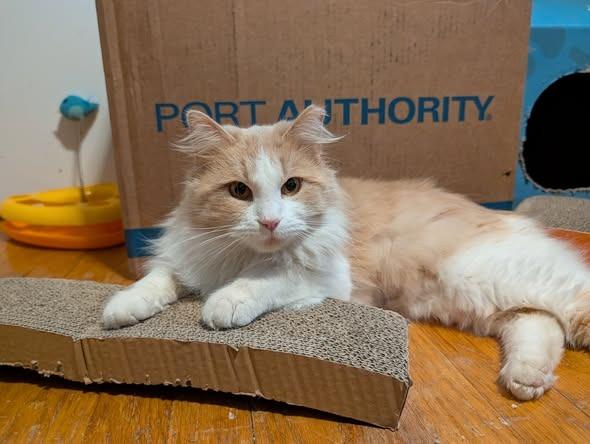 Bob Marley, Adoptable, Young Male Domestic Medium Hair.