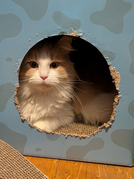 Bob Marley, a Adoptable mixed breed in Kettering, OH image 2/3