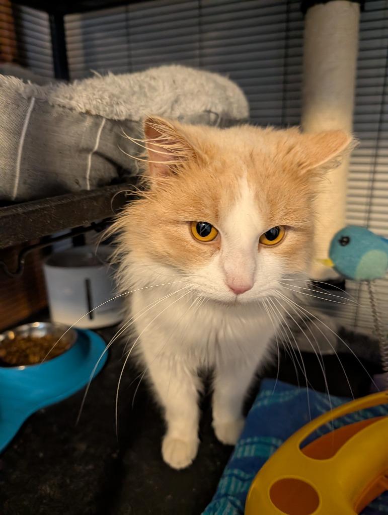 Bob Marley, a Adoptable mixed breed in Kettering, OH image 3/3