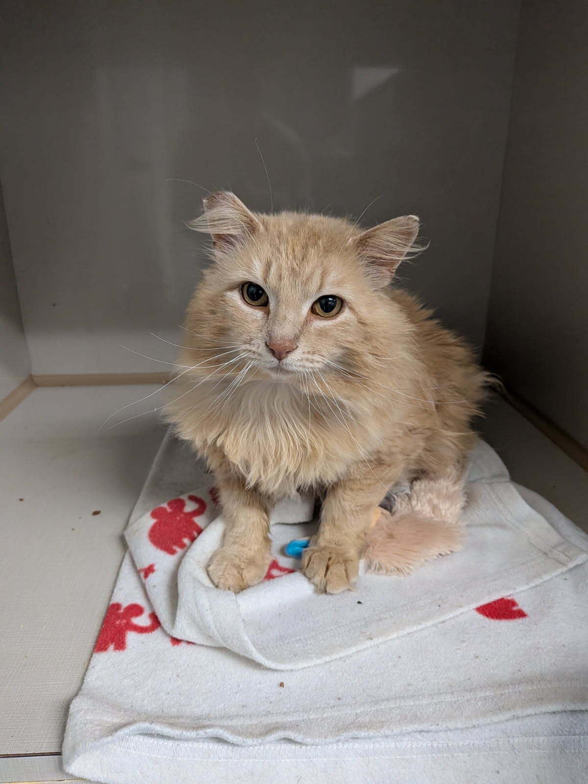 Honeycrisp, ADOPTABLE, Adult Male Domestic Long Hair.