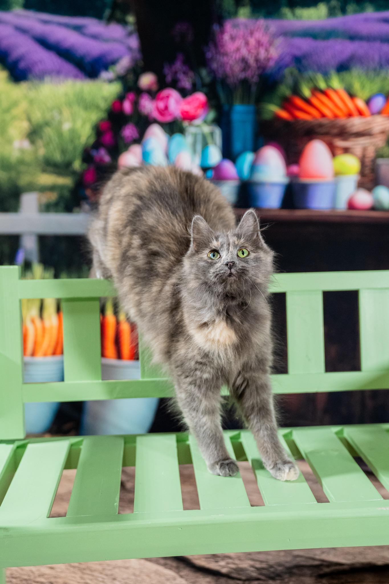 Enlarge Marcy, an adopted Domestic Long Hair in Dellslow, WV image 1/2