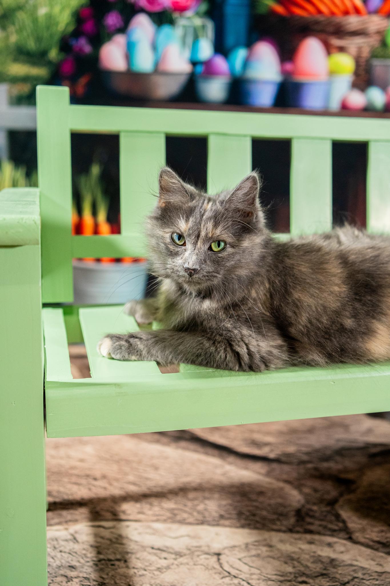 Enlarge Marcy, an adopted Domestic Long Hair in Dellslow, WV image 2/2