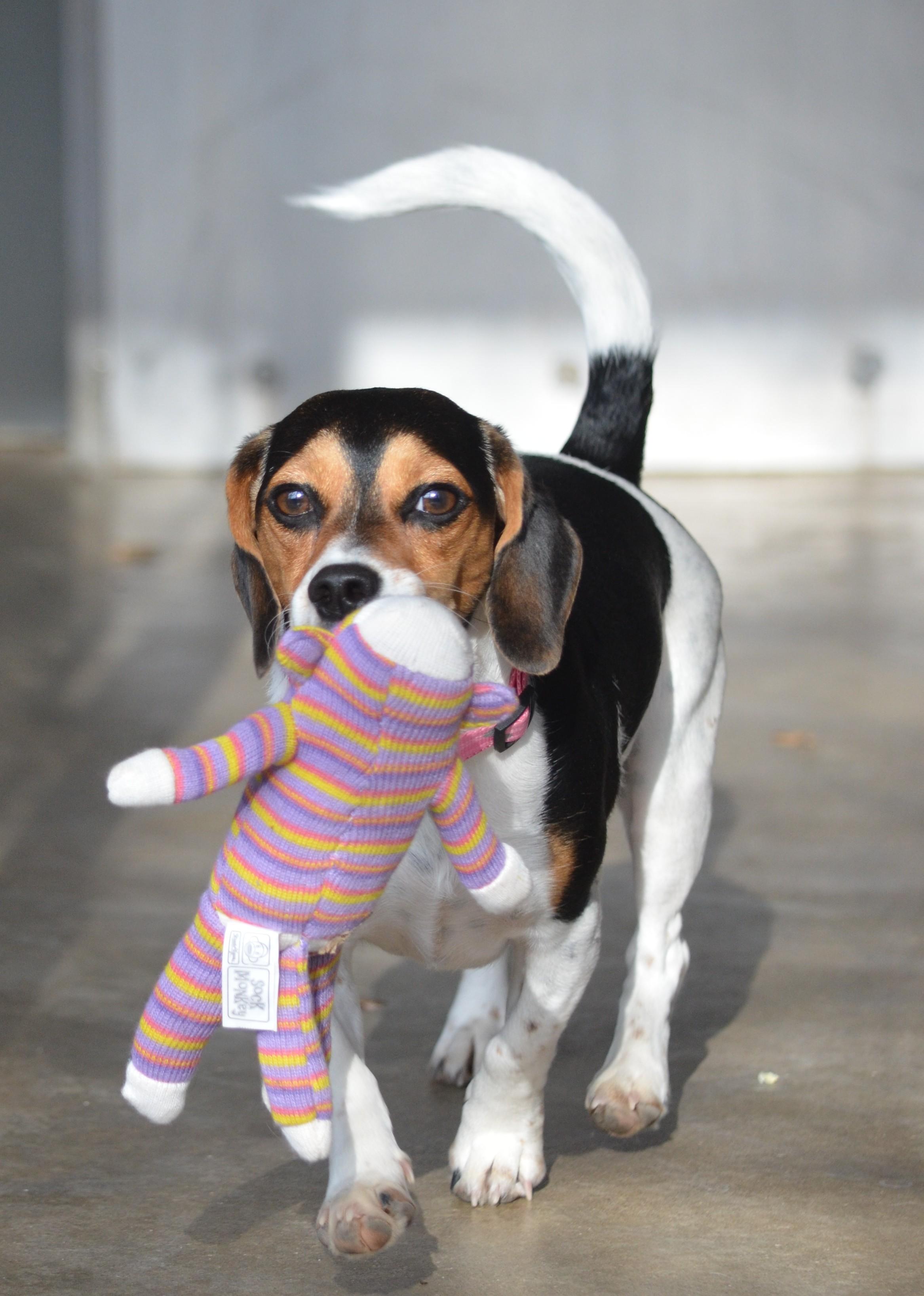 Enlarge Molly, an adopted mixed breed in Amissville, VA image 1/3