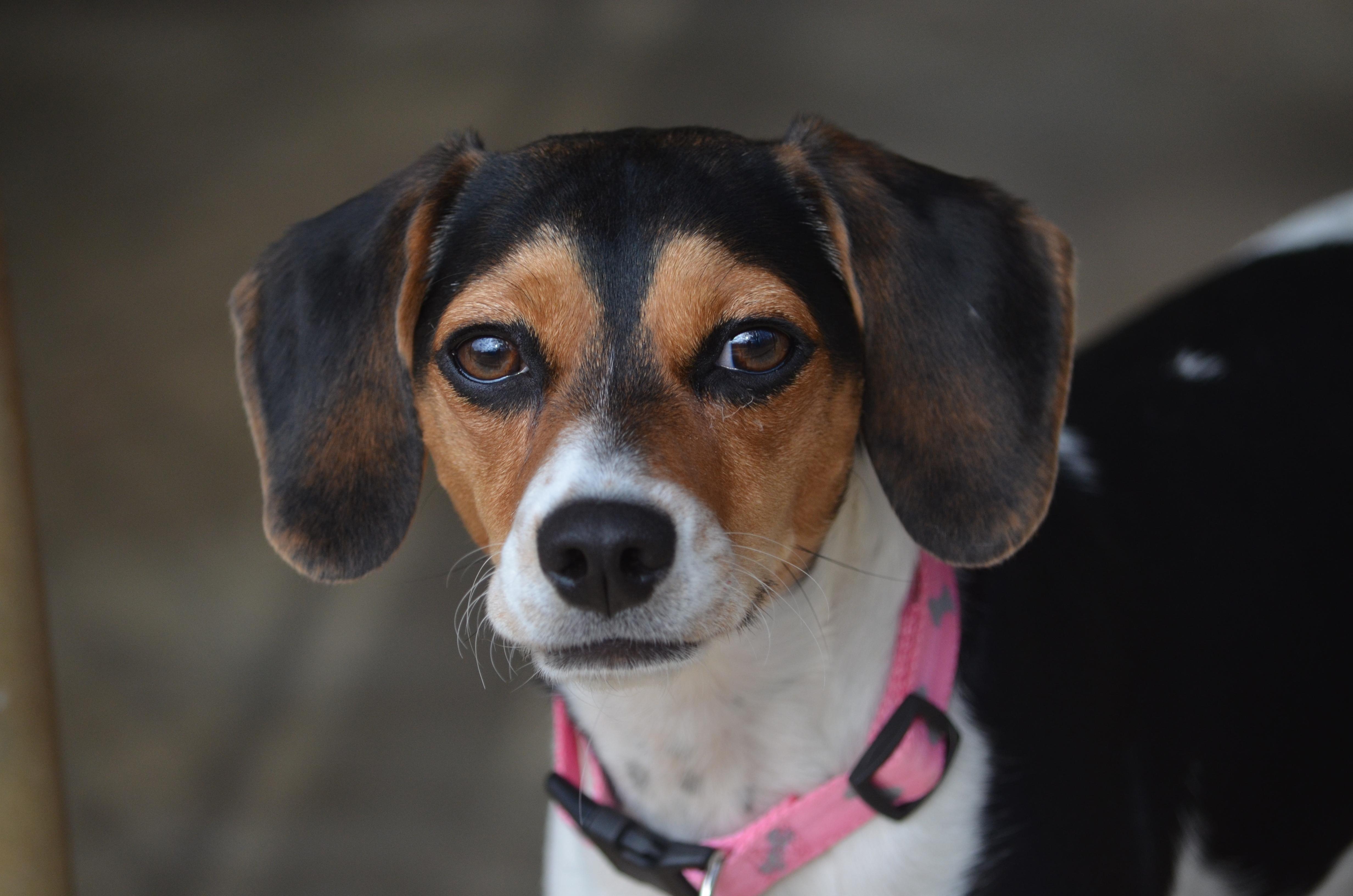 Enlarge Molly, an adopted mixed breed in Amissville, VA image 2/3