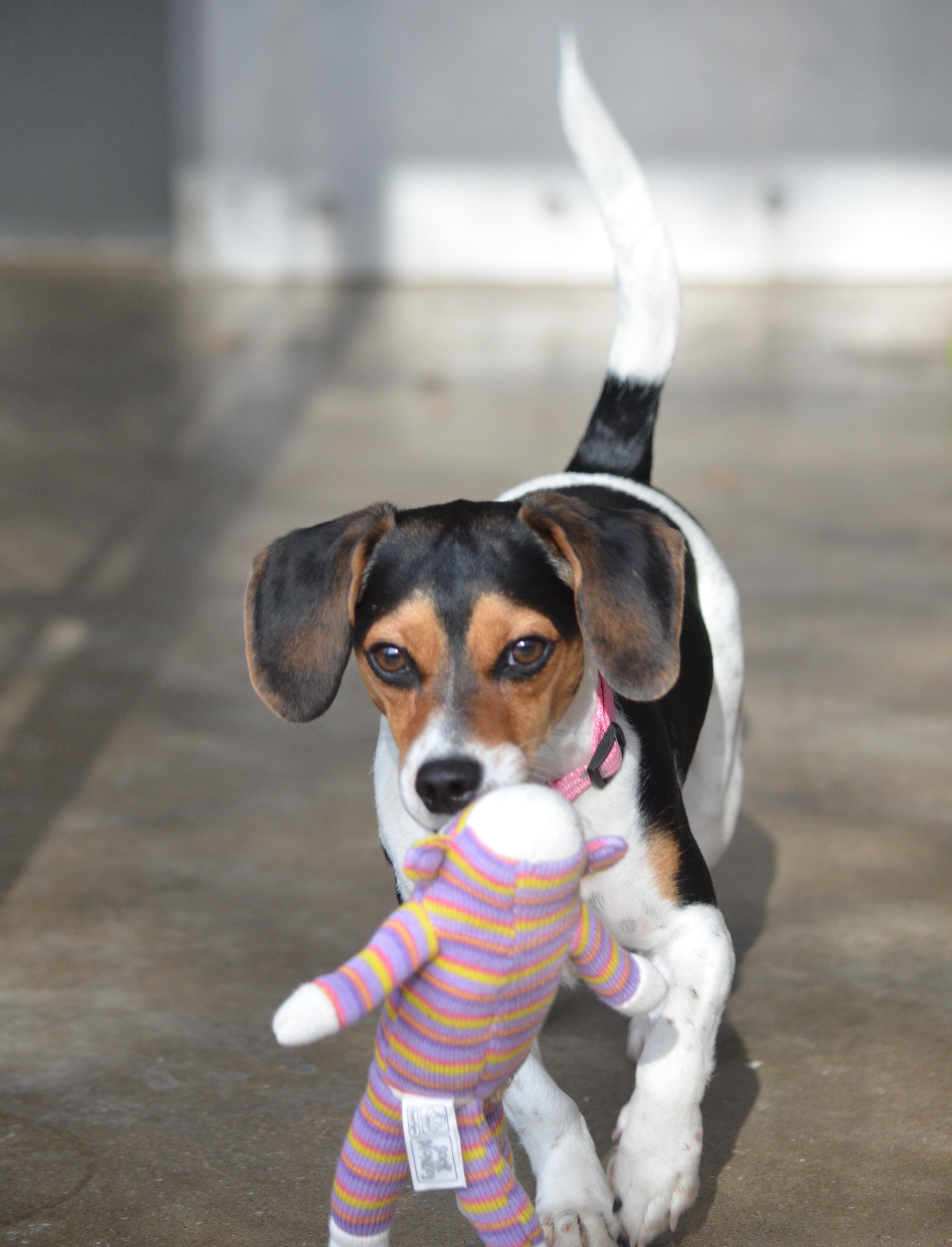 Enlarge Molly, an adopted mixed breed in Amissville, VA image 3/3