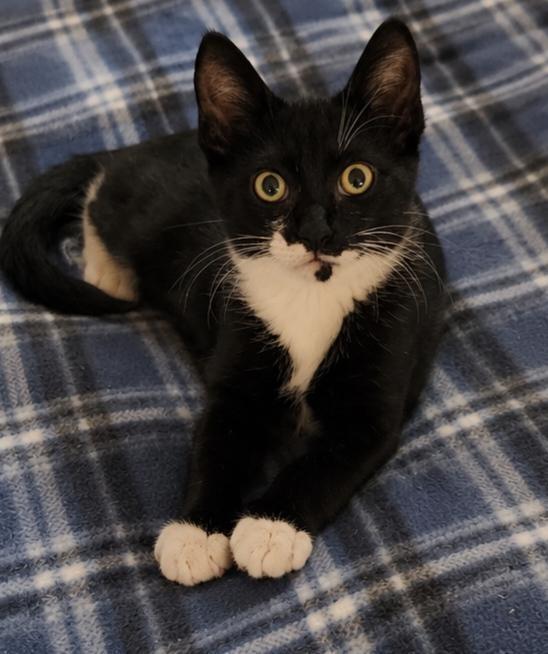 Ping, Adoptable, Kitten Male Domestic Short Hair.