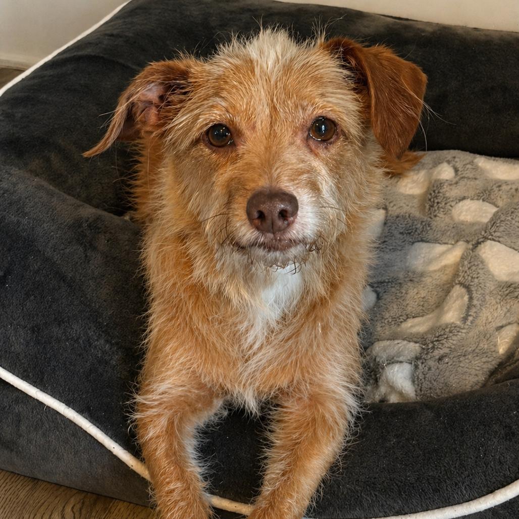 Rudy, Adoptable, Senior Male Miniature Poodle & Lhasa Apso.