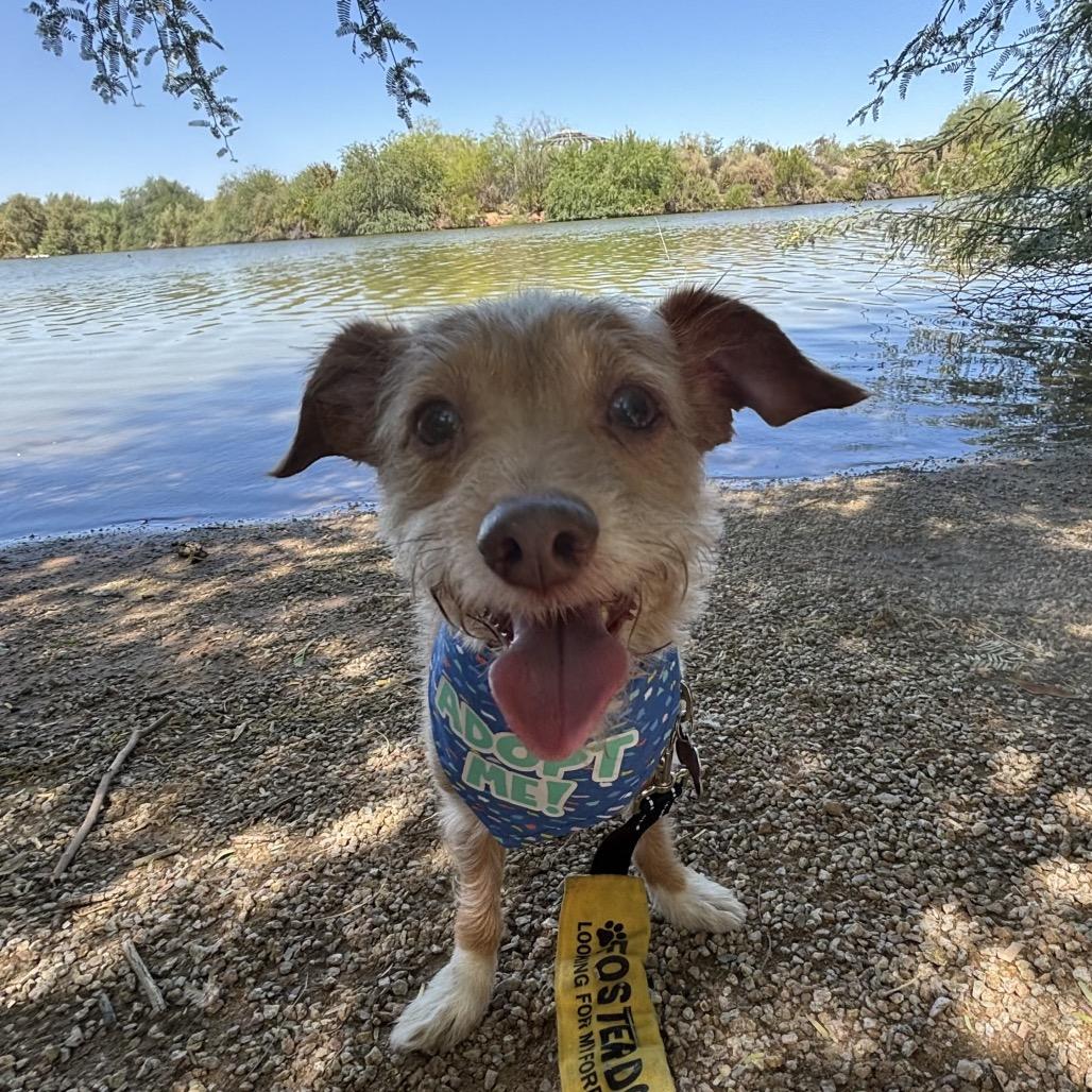 Enlarge Rudy, a Adoptable mixed breed in Phoenix, AZ image 2/6