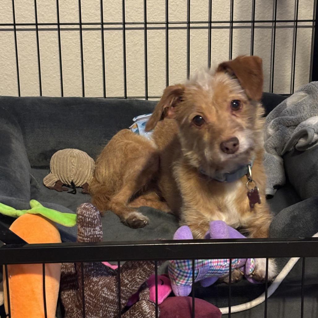 Enlarge Rudy, a Adoptable mixed breed in Phoenix, AZ image 3/6