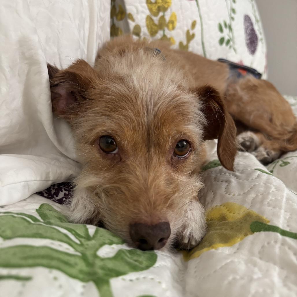 Enlarge Rudy, a Adoptable mixed breed in Phoenix, AZ image 4/6