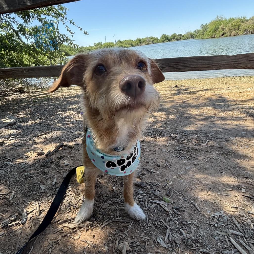 Enlarge Rudy, a Adoptable mixed breed in Phoenix, AZ image 5/6