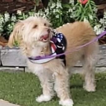 Rudy, Adoptable, Senior Male Poodle & Lhasa Apso.