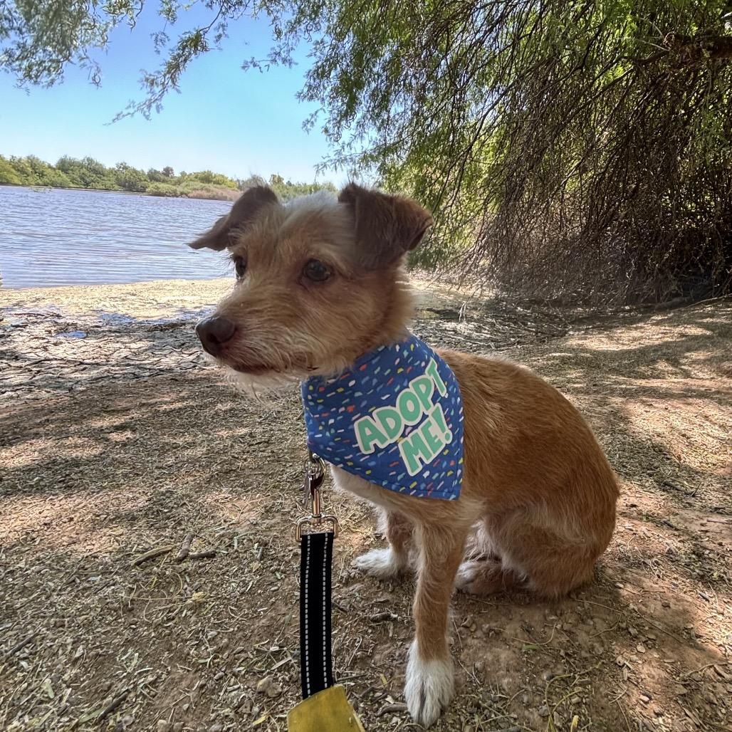 Enlarge Rudy, a Adoptable mixed breed in Phoenix, AZ image 6/6