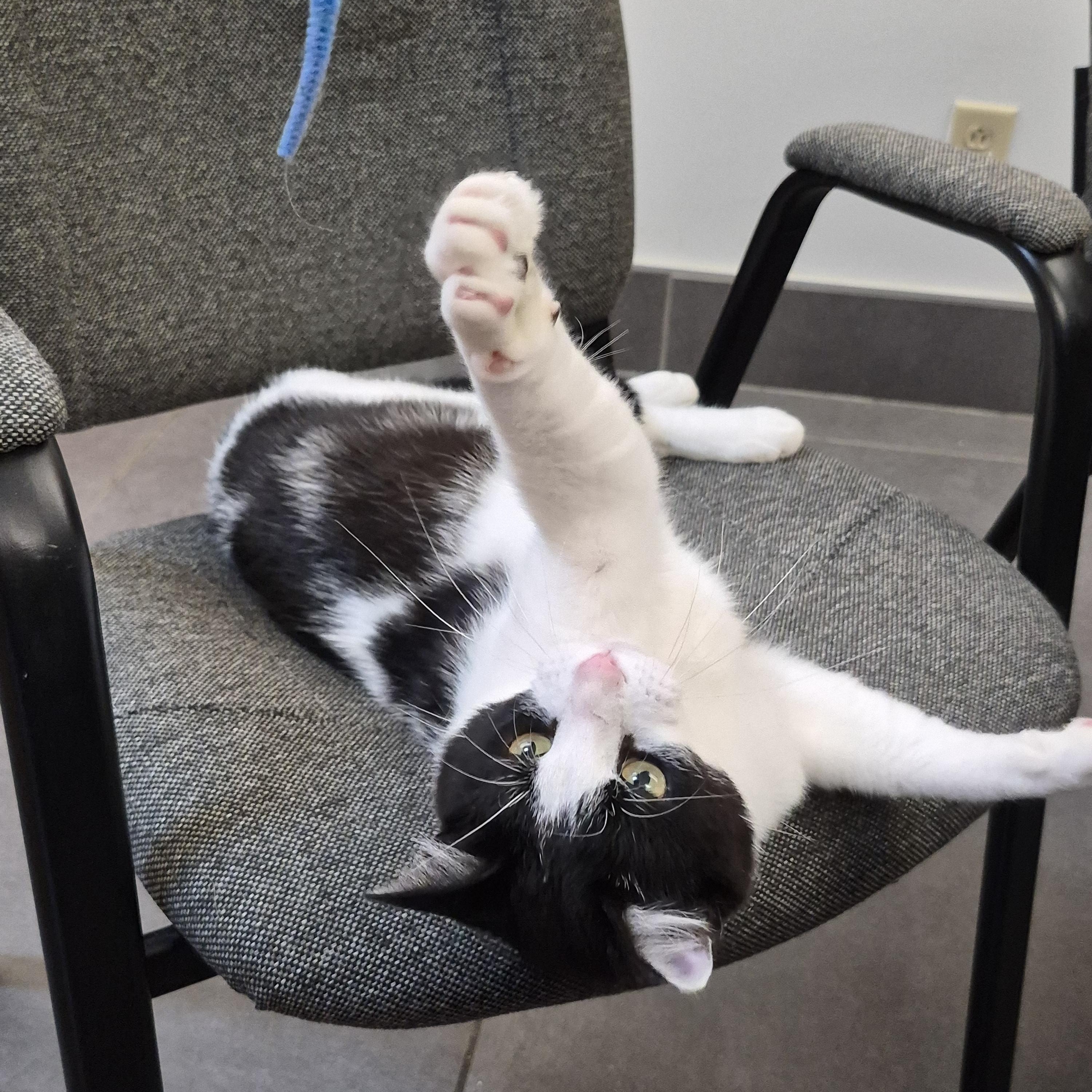 Enlarge Benson, a Adopted Domestic Short Hair in Richmond, KY image 5/6