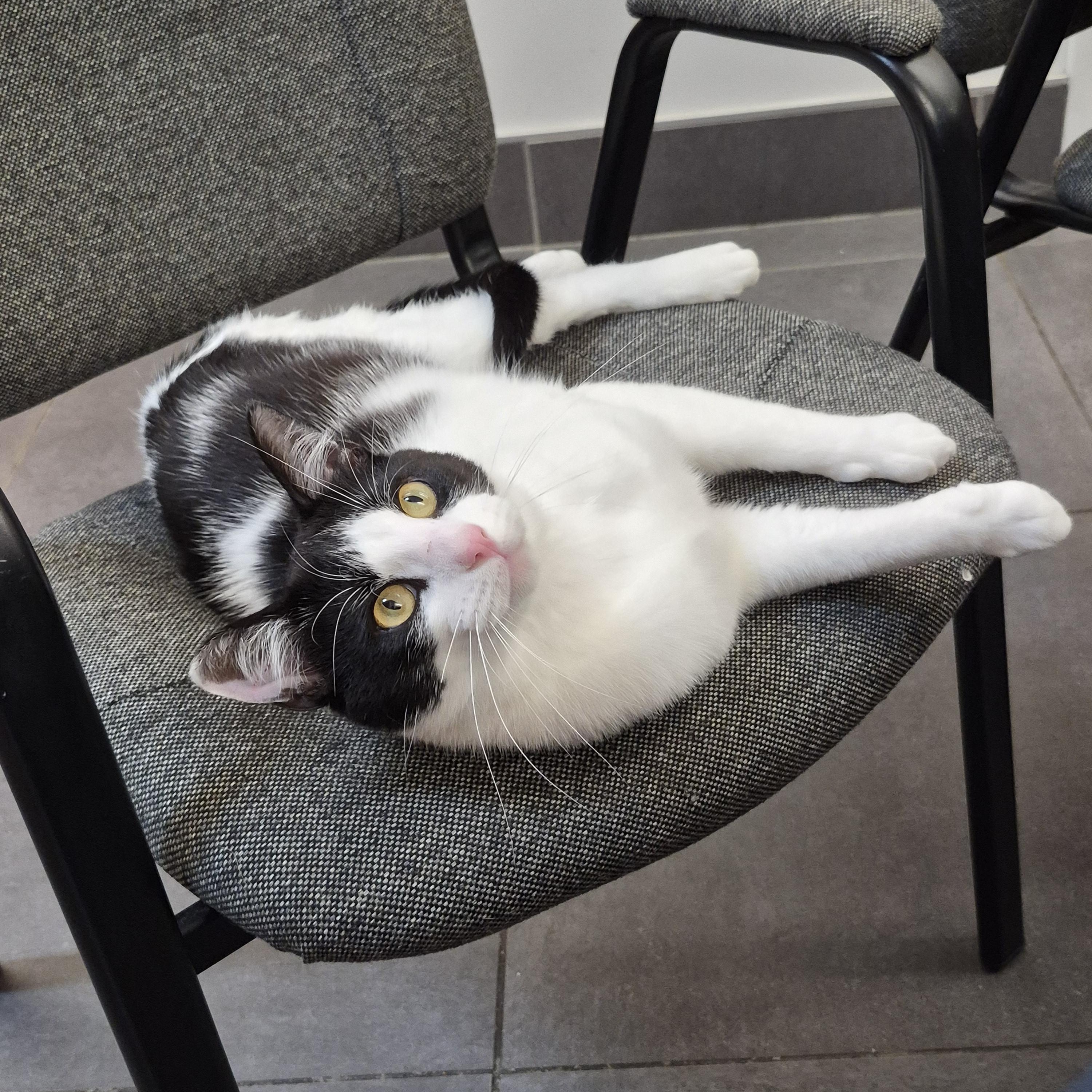 Enlarge Benson, a Adopted Domestic Short Hair in Richmond, KY image 4/6
