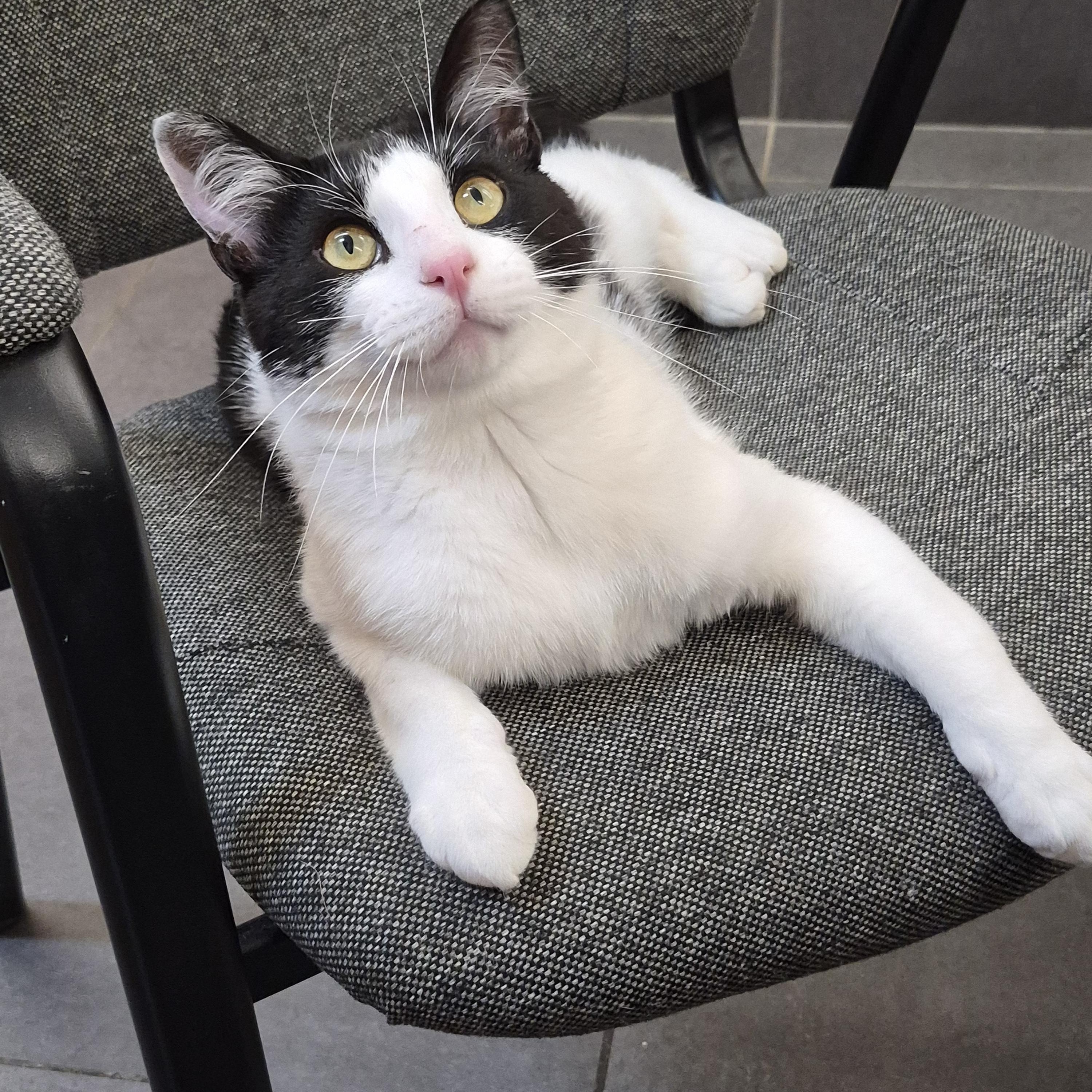Benson, Adopted, Young Male Domestic Short Hair.
