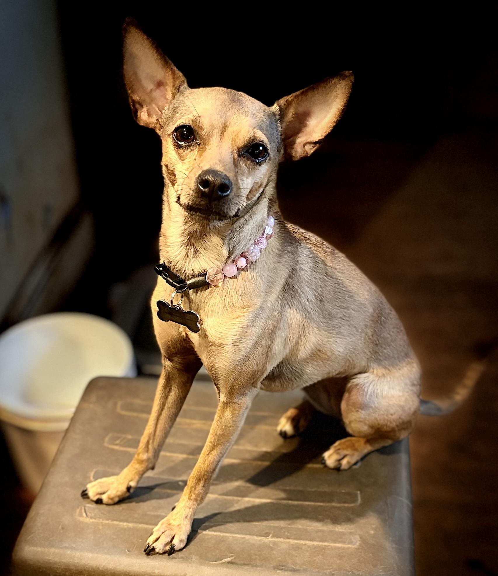 Lola, ADOPTABLE, Adult Female Chihuahua.