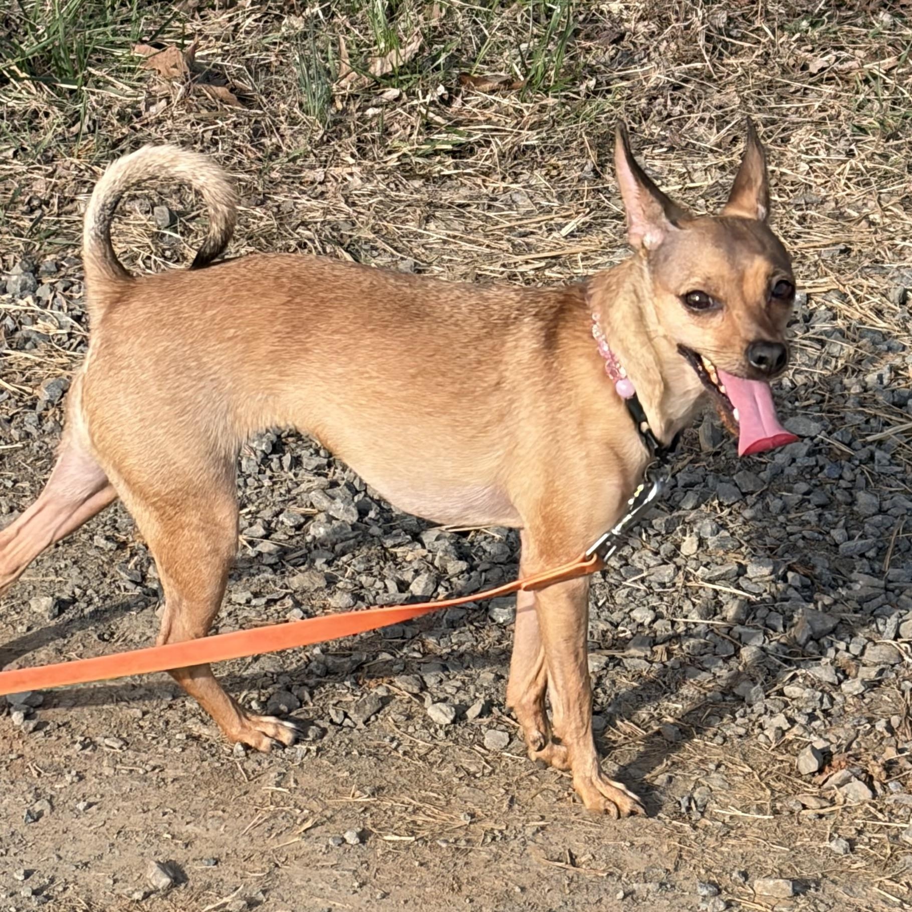 Lola, ADOPTABLE, Adult Female Chihuahua.