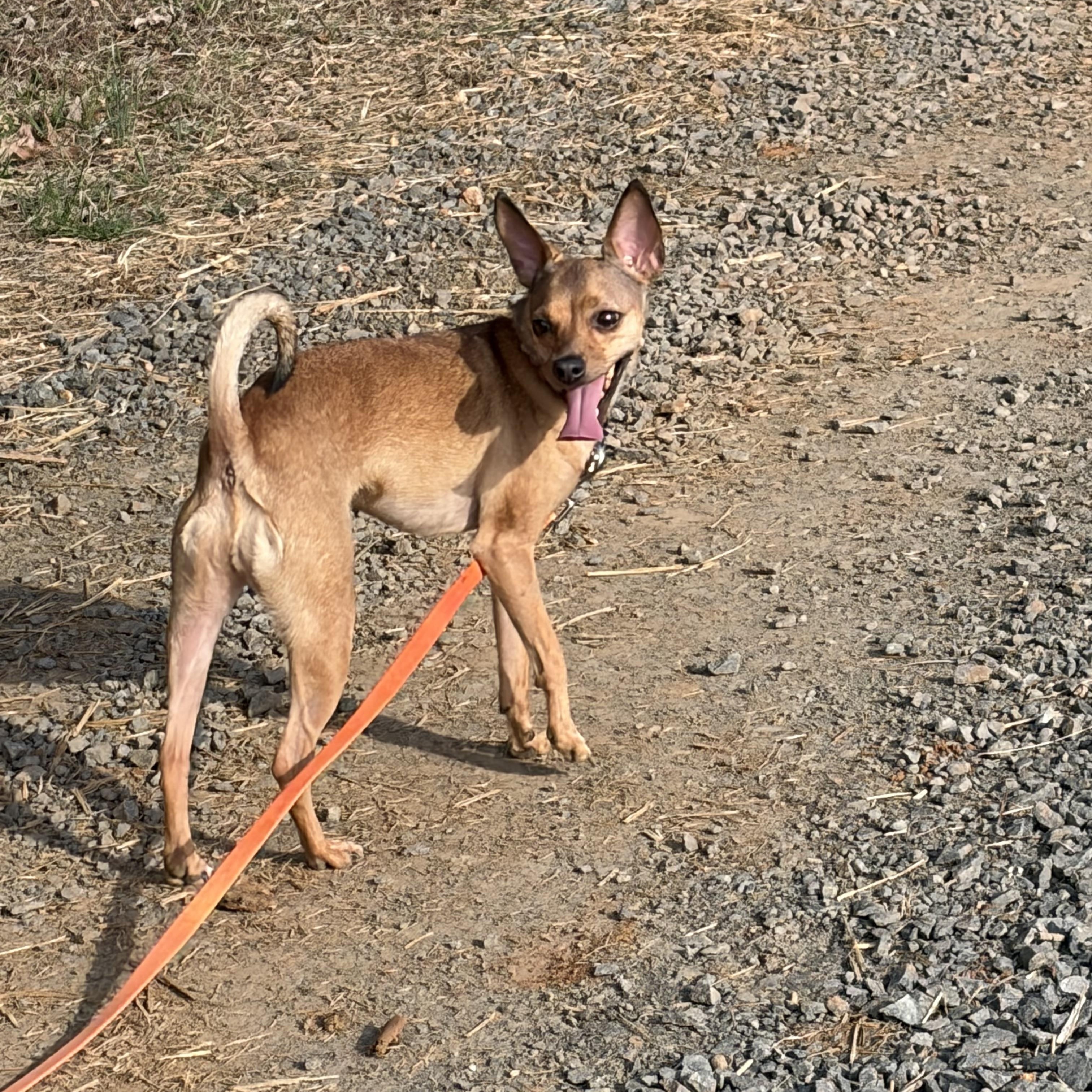 Enlarge Lola, a ADOPTABLE Chihuahua in Warrenton, VA image 2/4