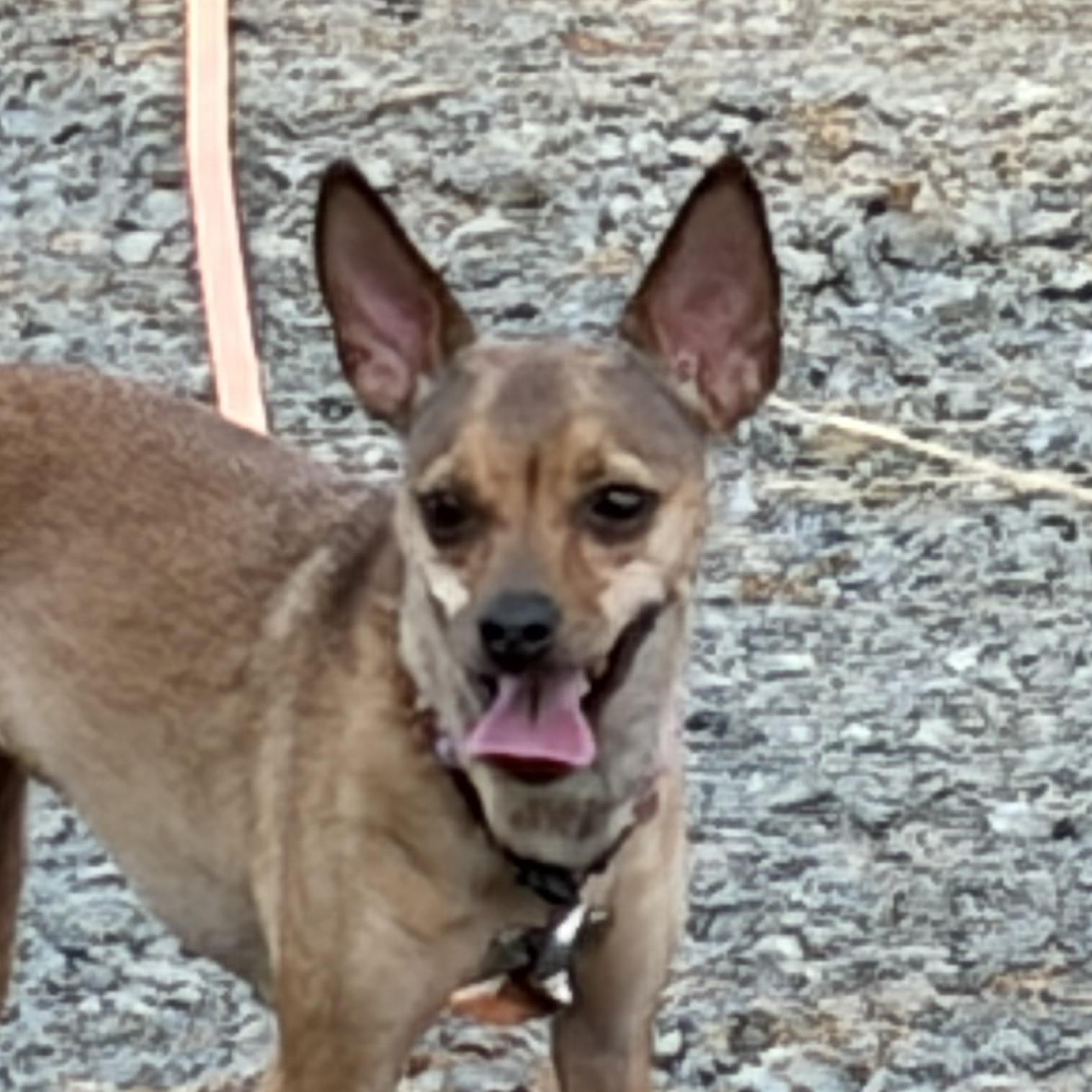 Enlarge Lola, a ADOPTABLE Chihuahua in Warrenton, VA image 3/4