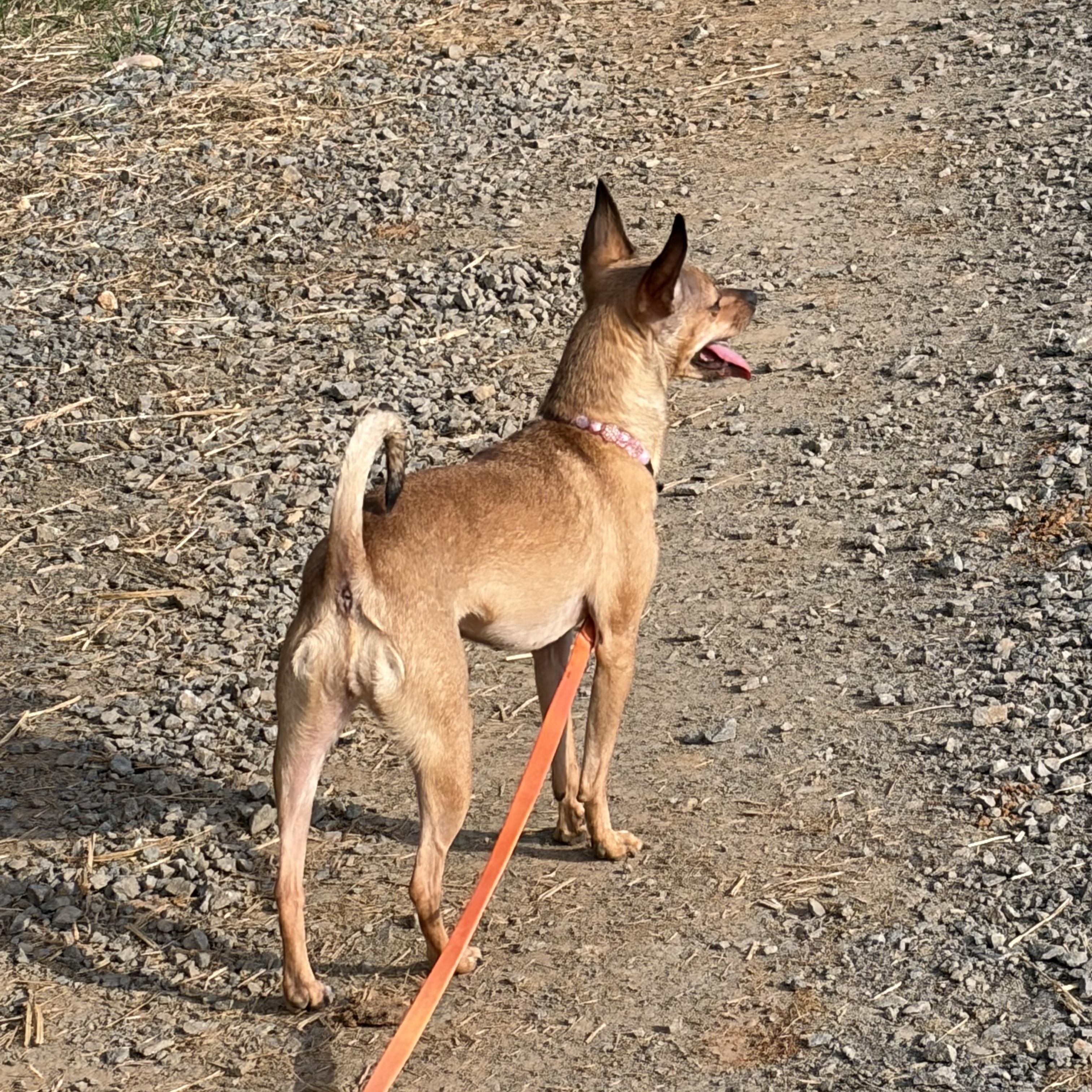 Enlarge Lola, a ADOPTABLE Chihuahua in Warrenton, VA image 4/4