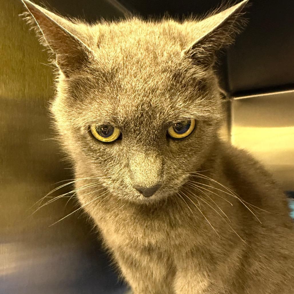 Stray 09/17/26 A65115, Adoptable, Adult Female Domestic Short Hair.