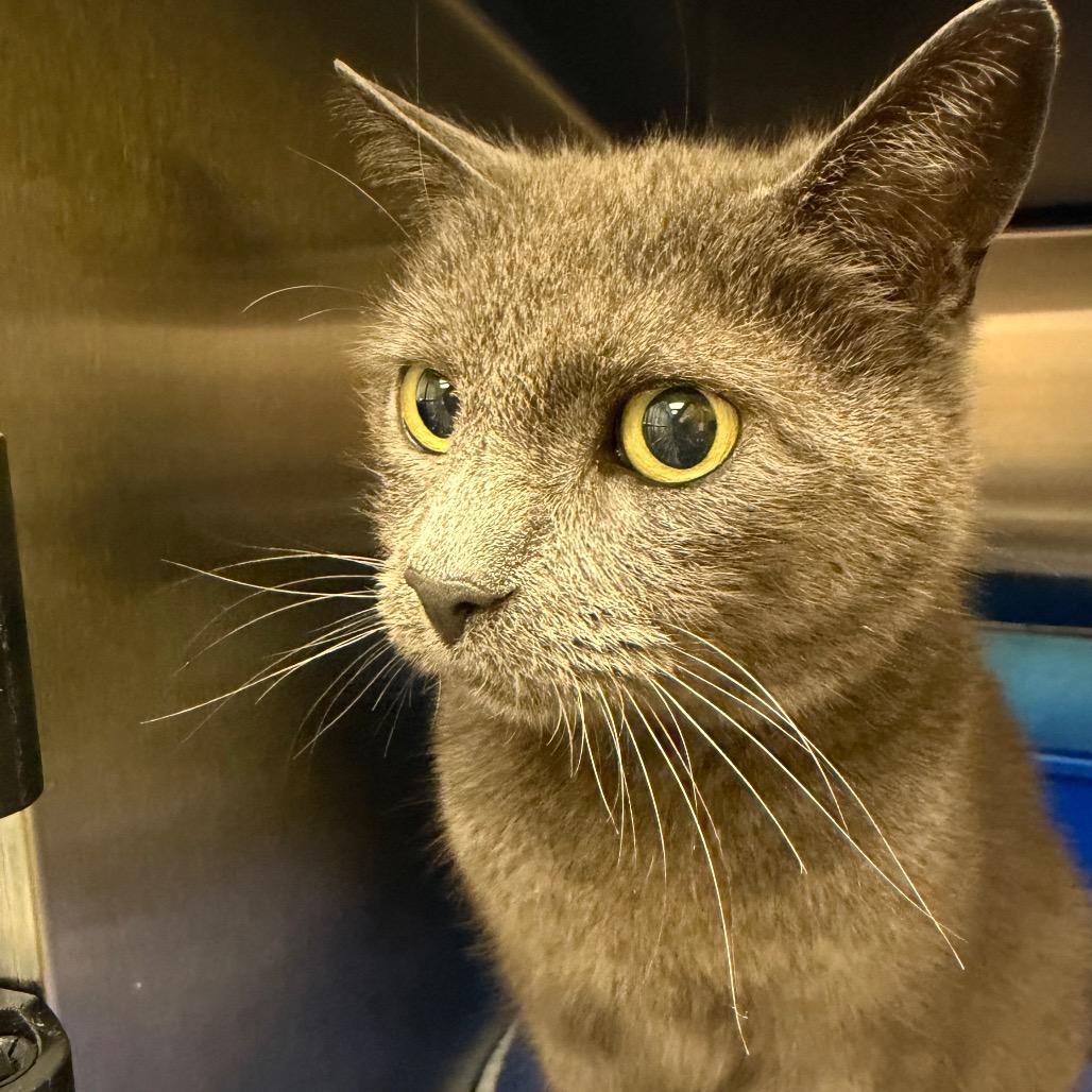 Enlarge Stray 09/17/26 A65115, a Adoptable Domestic Short Hair in Keizer, OR image 2/2