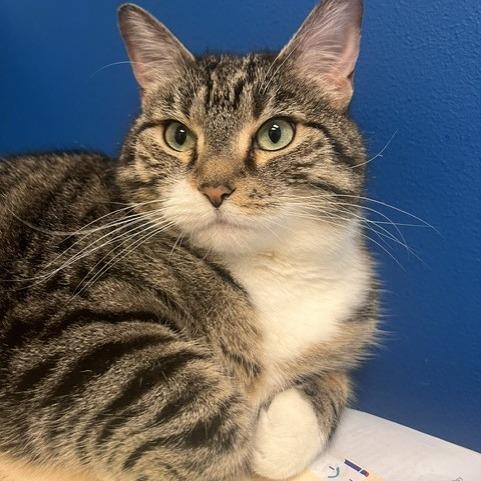 Maya, a Adoptable Domestic Short Hair in Knoxville, TN image 1/2