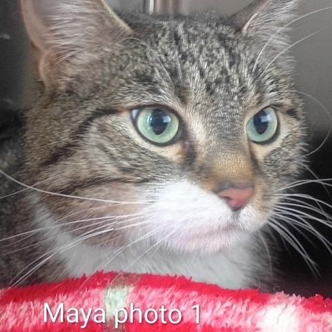 Maya, a Adoptable Domestic Short Hair in Knoxville, TN image 2/2