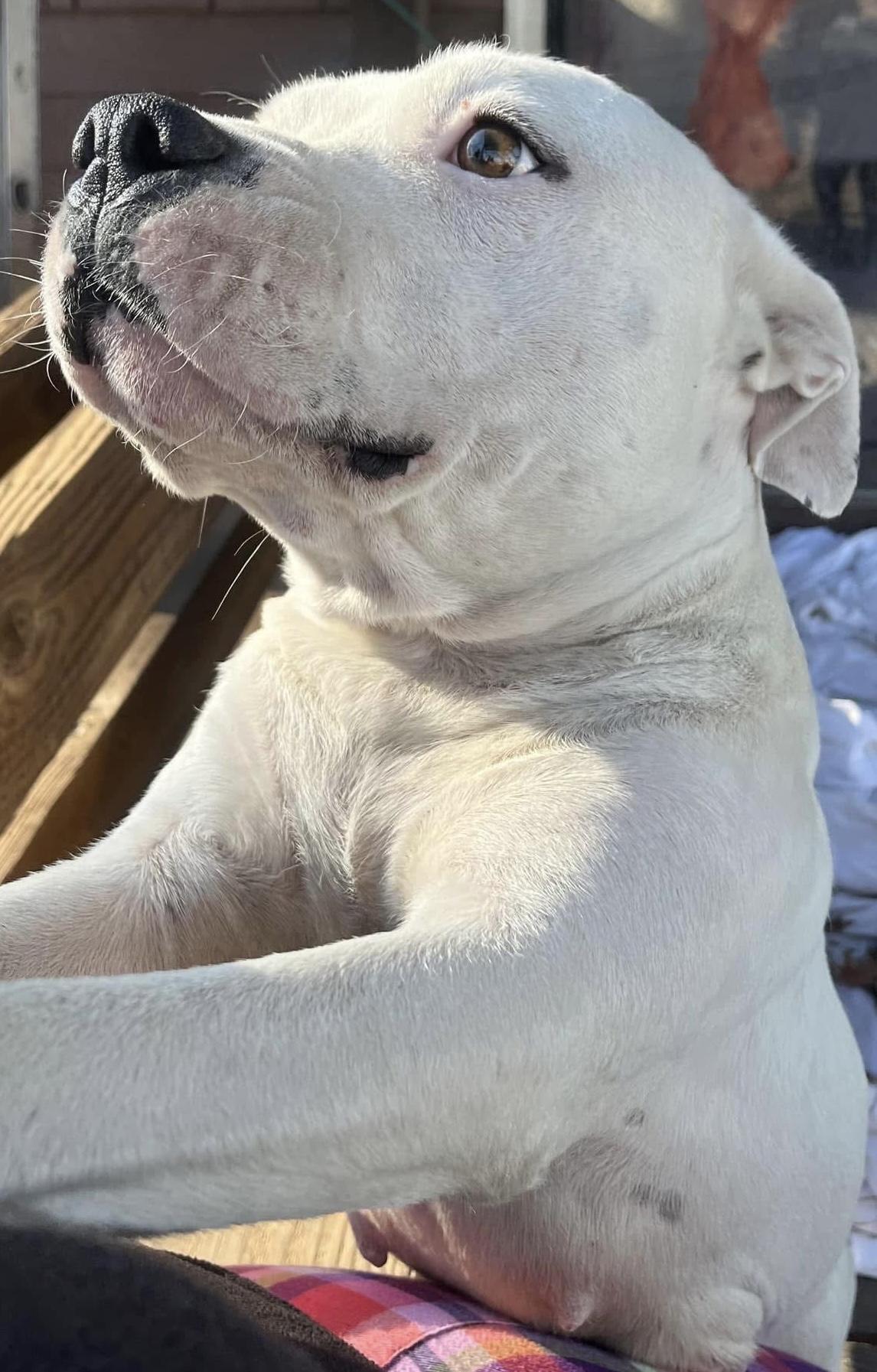 Ana, Adopted, Adult Female Pit Bull Terrier.