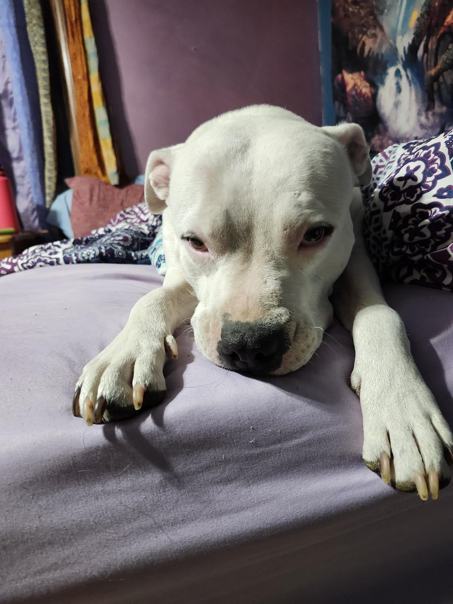 Enlarge Ana, a Adopted mixed breed in Coralville, IA image 2/6