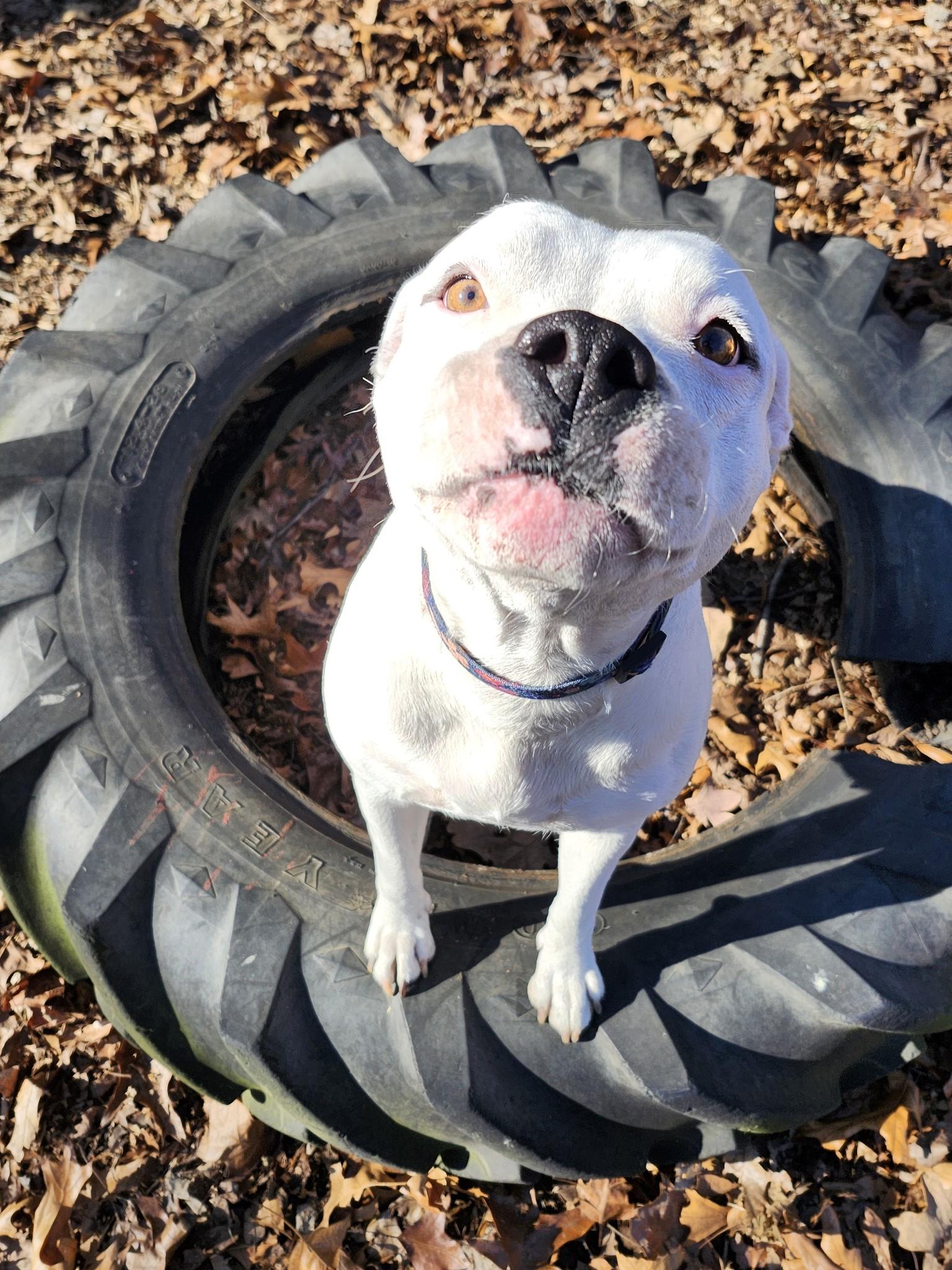 Enlarge Ana, a Adopted mixed breed in Coralville, IA image 4/6