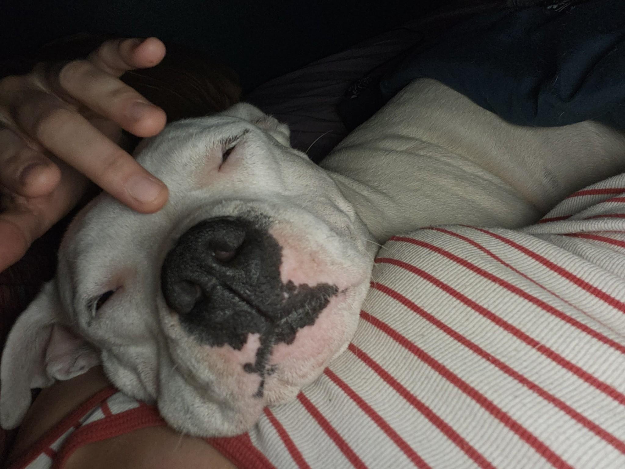 Enlarge Ana, a Adopted mixed breed in Coralville, IA image 5/6