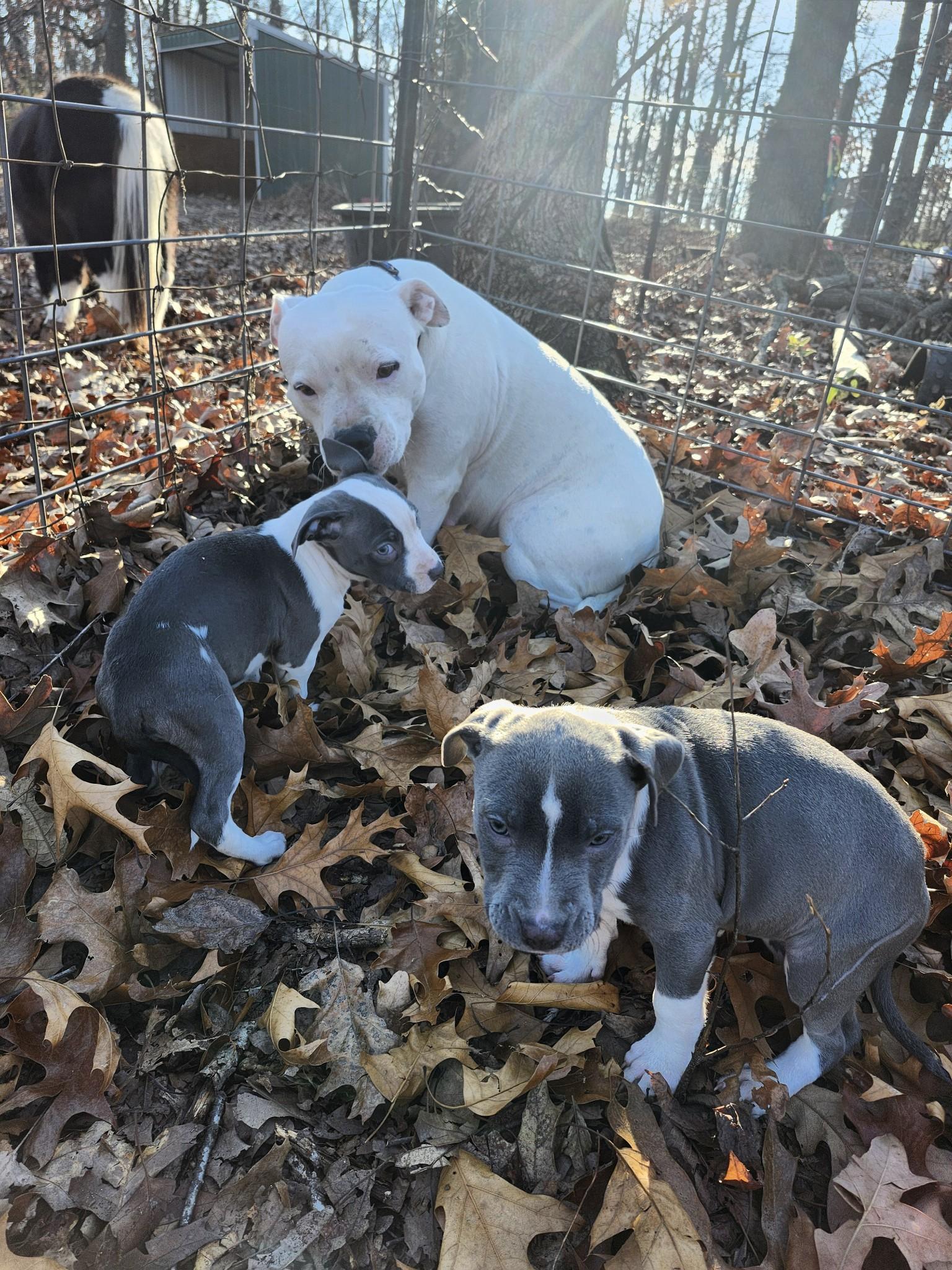 Enlarge Ana, a Adopted mixed breed in Coralville, IA image 6/6