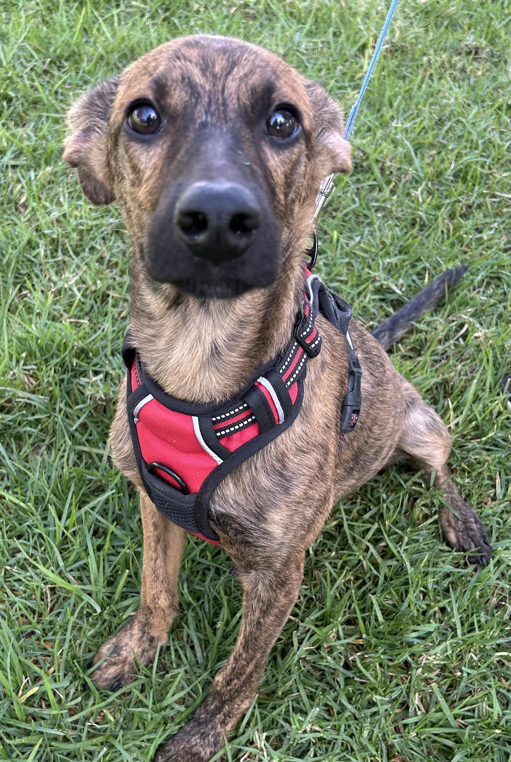 Enlarge CHARLIE, a Adoptable mixed breed in Bell Gardens, CA image 6/6