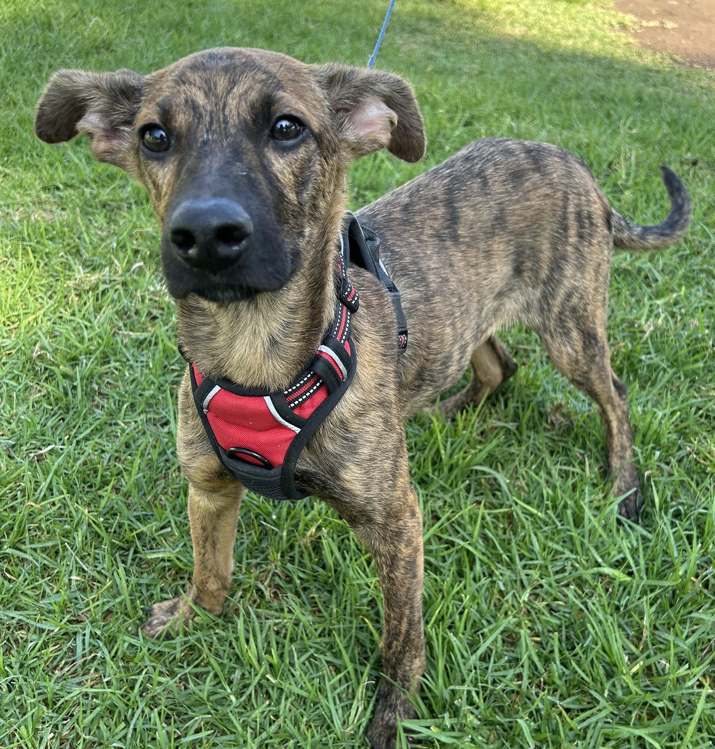 Enlarge CHARLIE, a Adoptable mixed breed in Bell Gardens, CA image 2/6