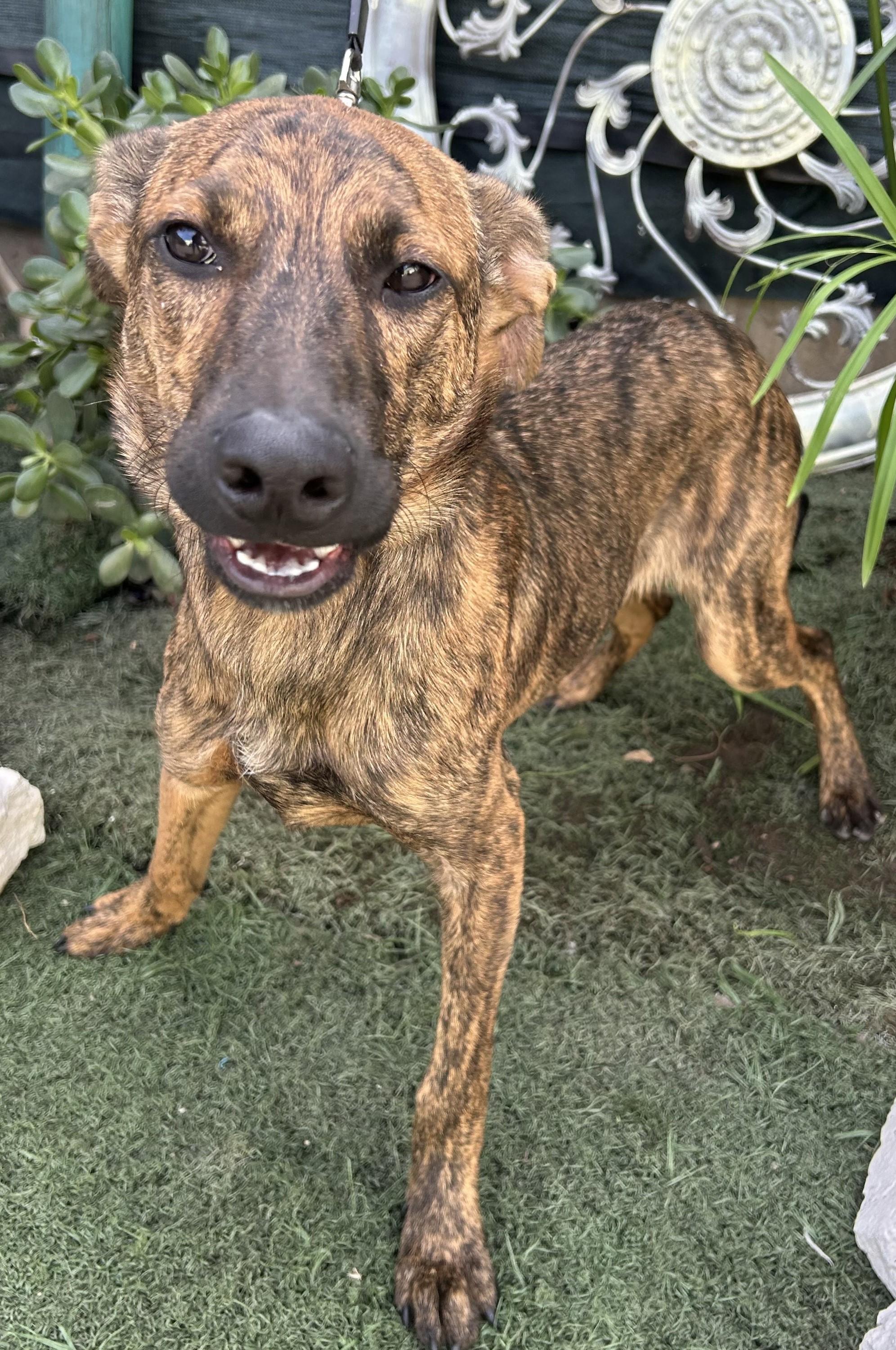 Enlarge CHARLIE, a Adoptable mixed breed in Bell Gardens, CA image 5/6