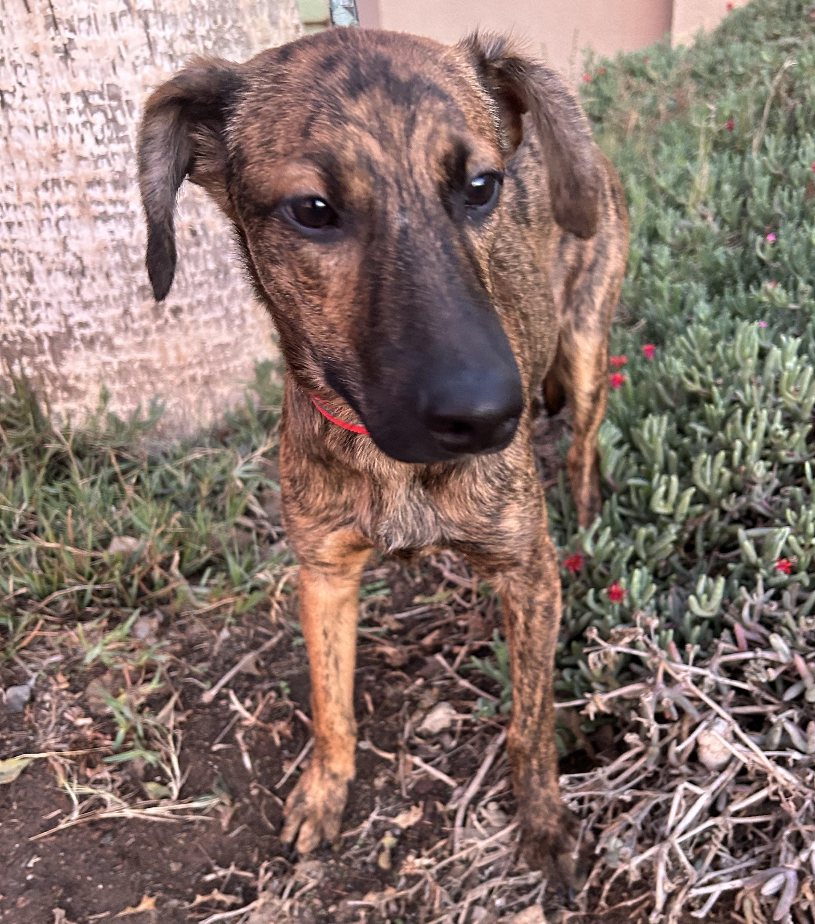 Enlarge CHARLIE, a Adoptable mixed breed in Bell Gardens, CA image 1/6