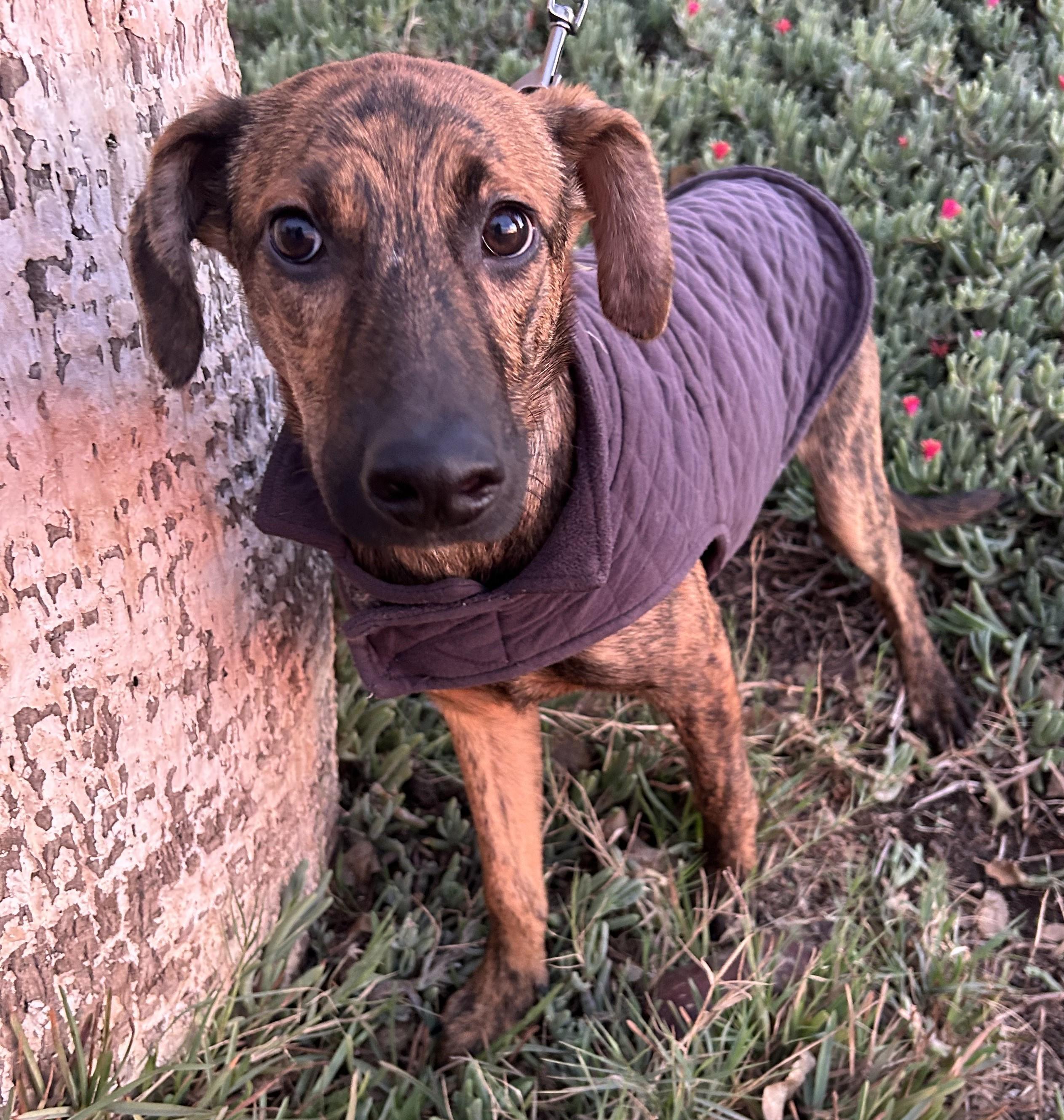 Enlarge CHARLIE, a Adoptable mixed breed in Bell Gardens, CA image 2/6