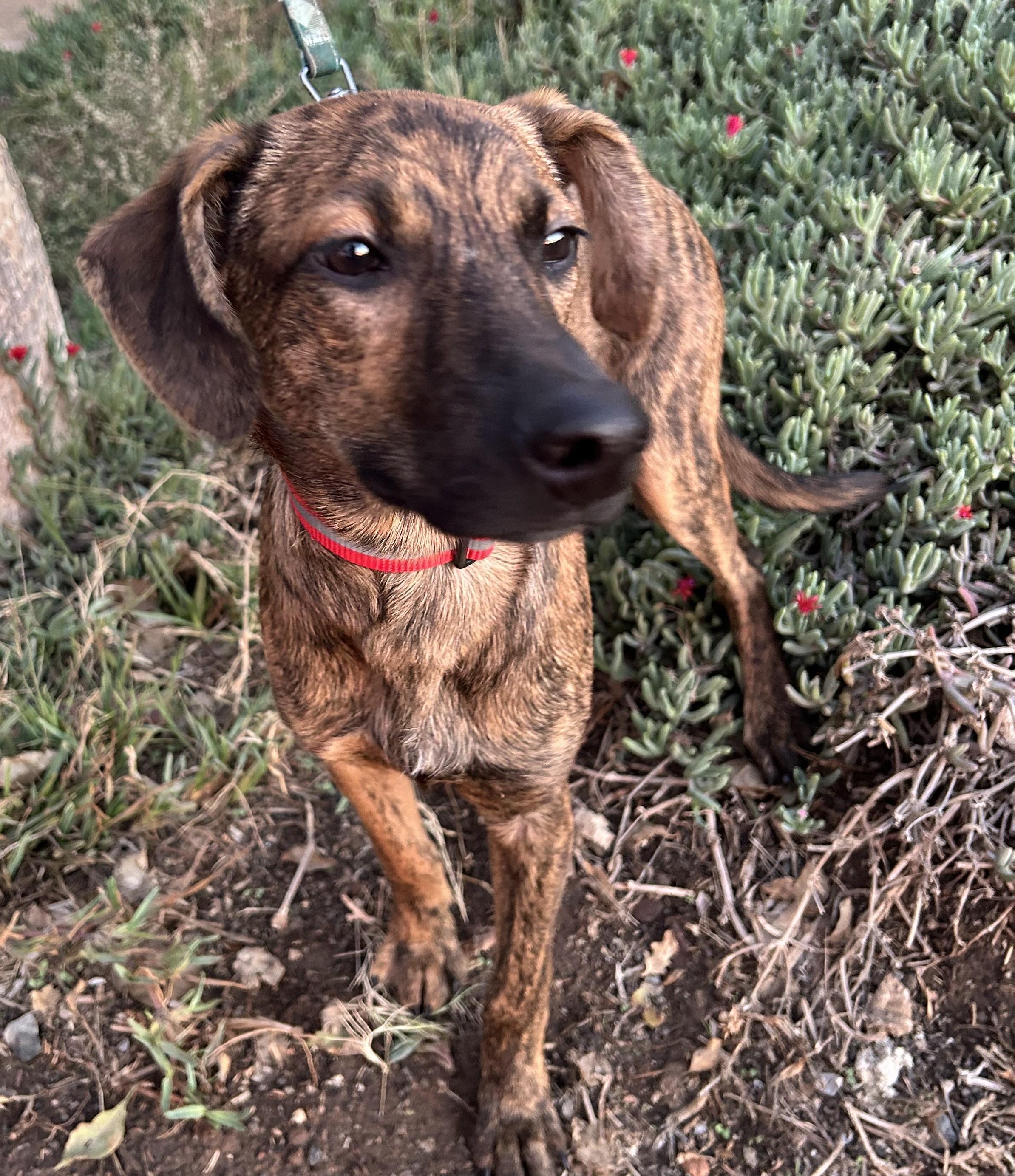 Enlarge CHARLIE, a Adoptable mixed breed in Bell Gardens, CA image 3/6