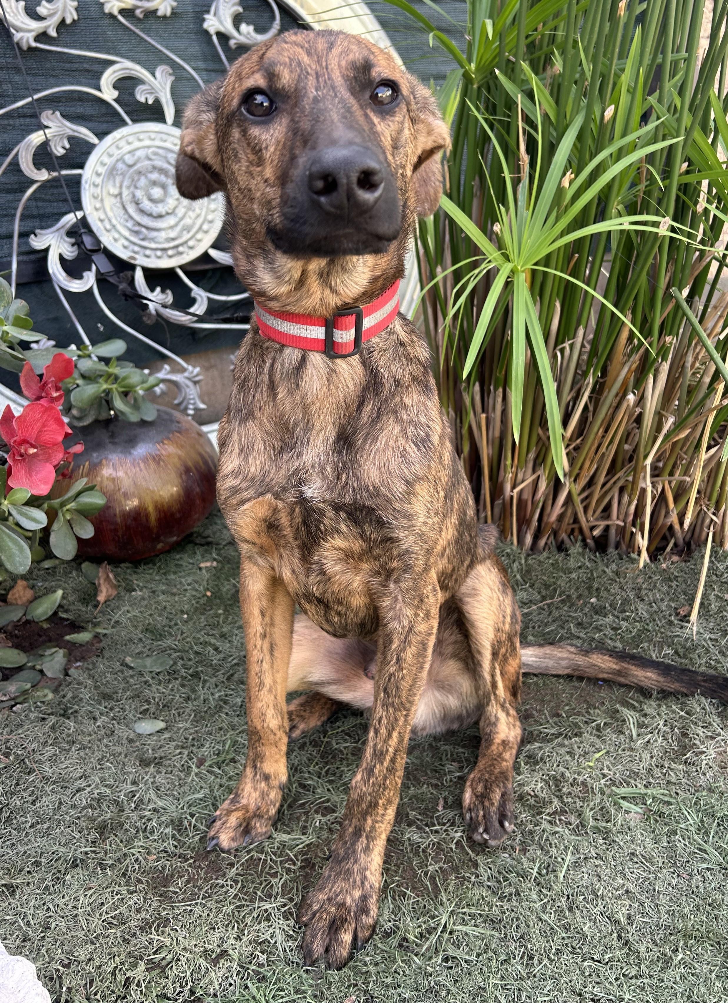 Enlarge CHARLIE, a Adoptable mixed breed in Bell Gardens, CA image 4/6