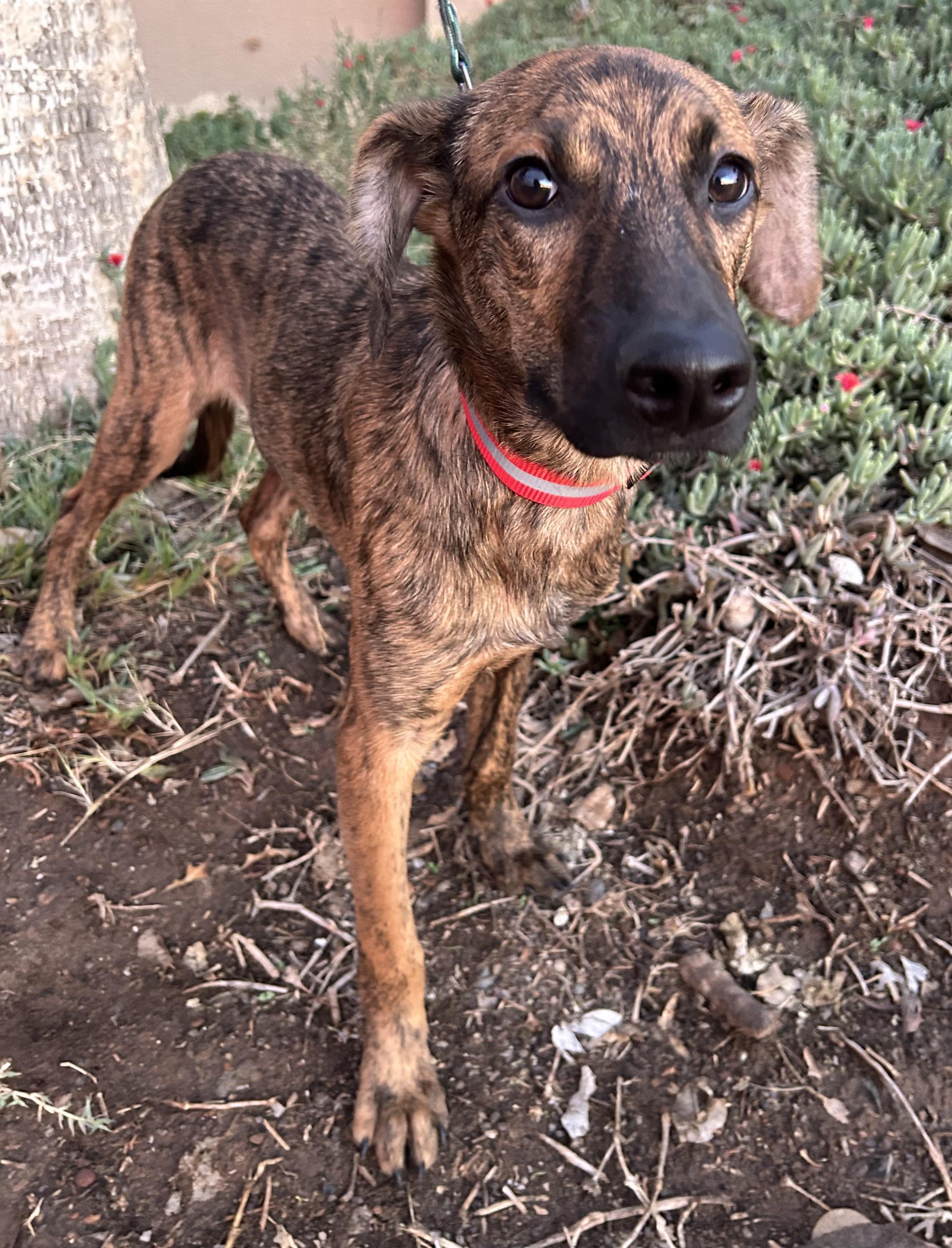 Enlarge CHARLIE, a Adoptable mixed breed in Bell Gardens, CA image 4/6