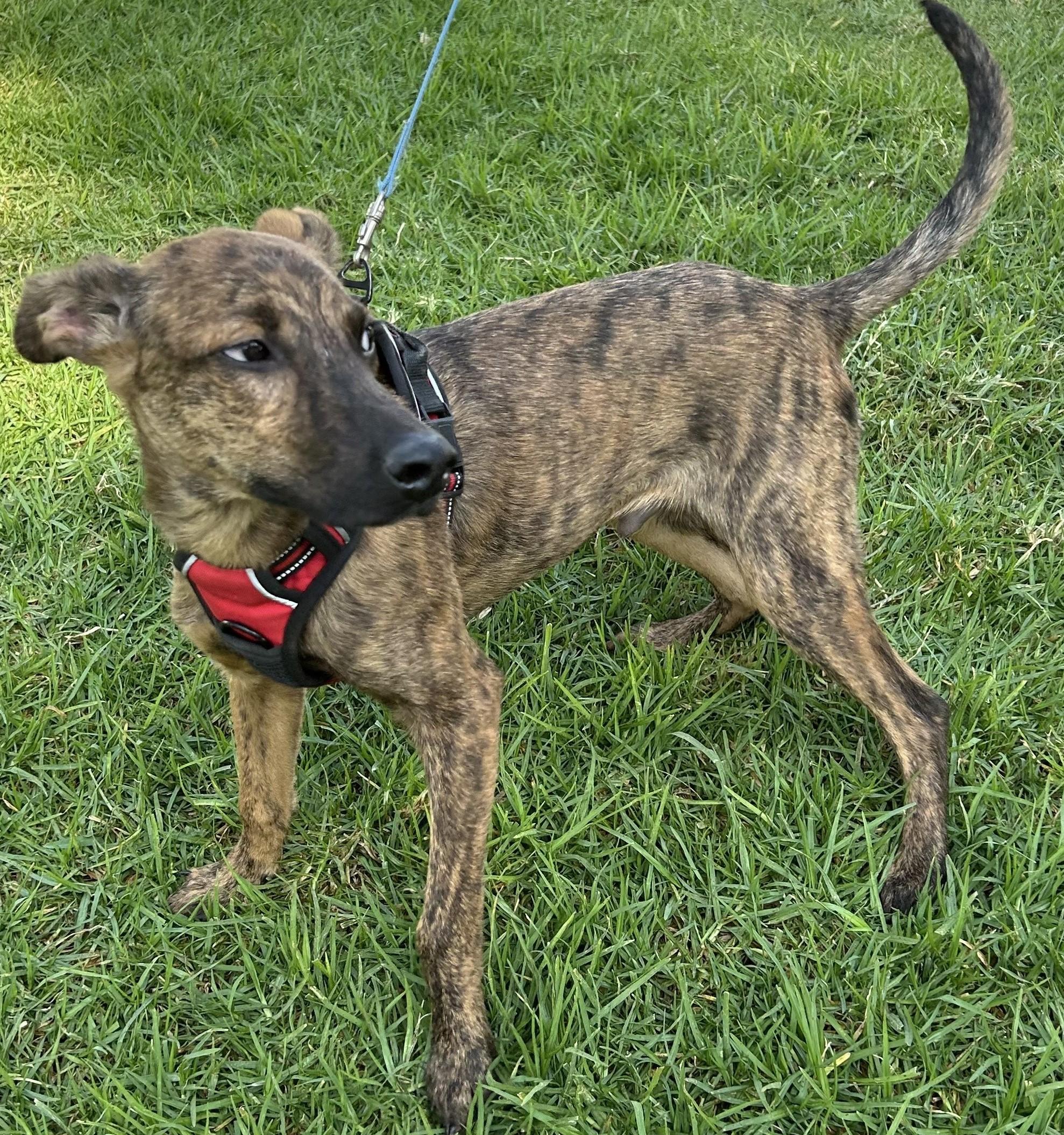 Enlarge CHARLIE, a Adoptable mixed breed in Bell Gardens, CA image 1/6