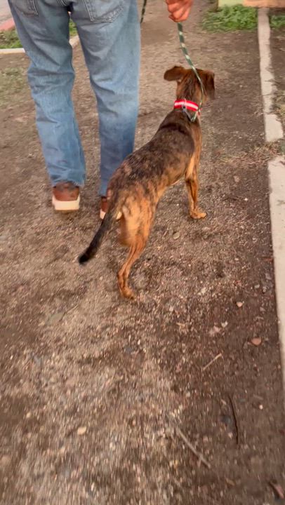 Enlarge CHARLIE, a Adoptable mixed breed in Bell Gardens, CA video 6/6