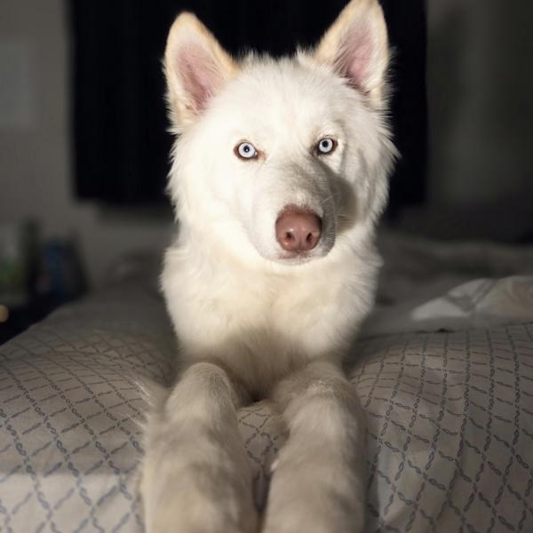 Koda, Adoptable, Young Male Siberian Husky.