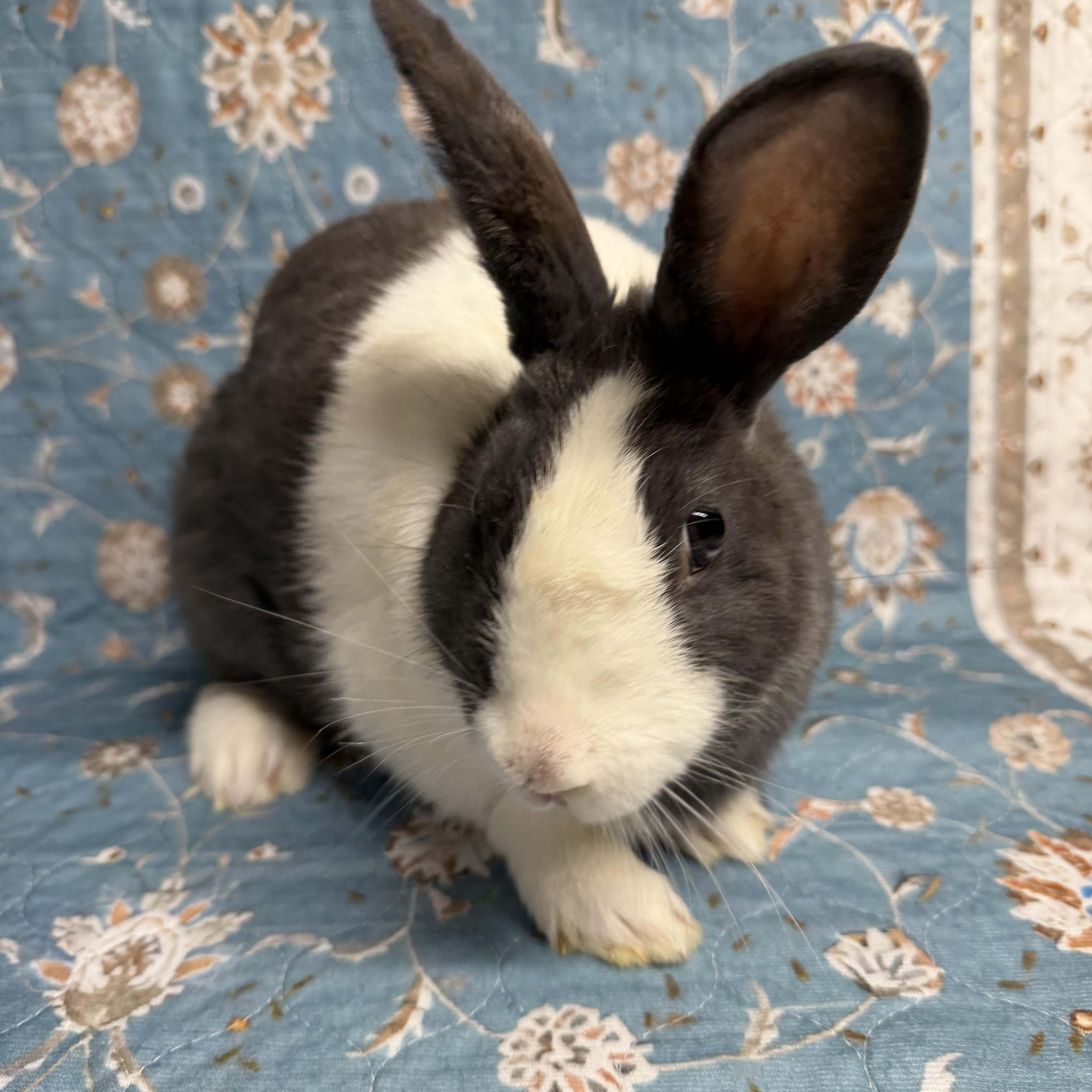 ALEXANDRA, Adoptable, Adult Female Dutch.
