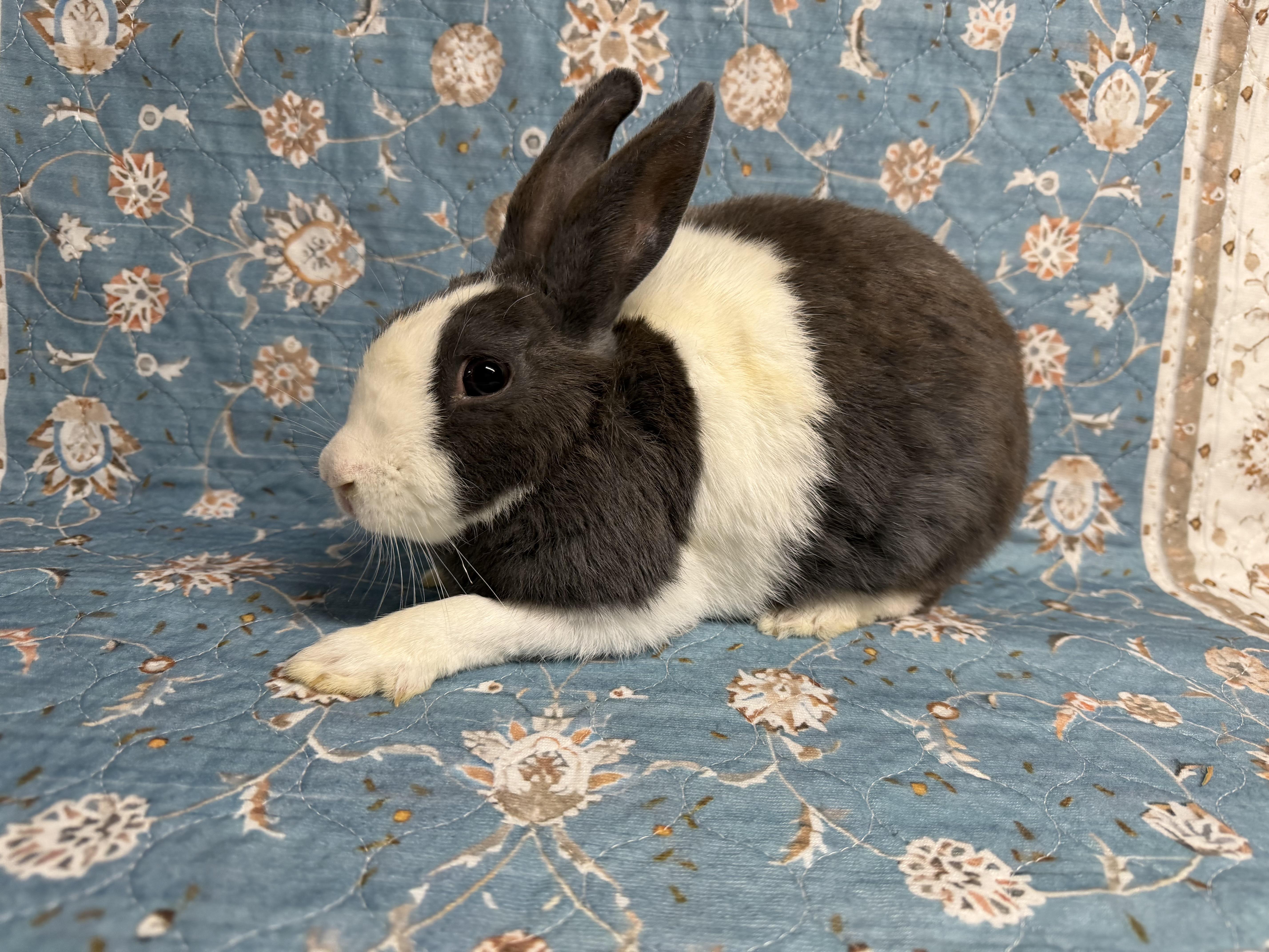 Enlarge ALEXANDRA, a Adoptable mixed breed in Forest Hills, NY image 2/5