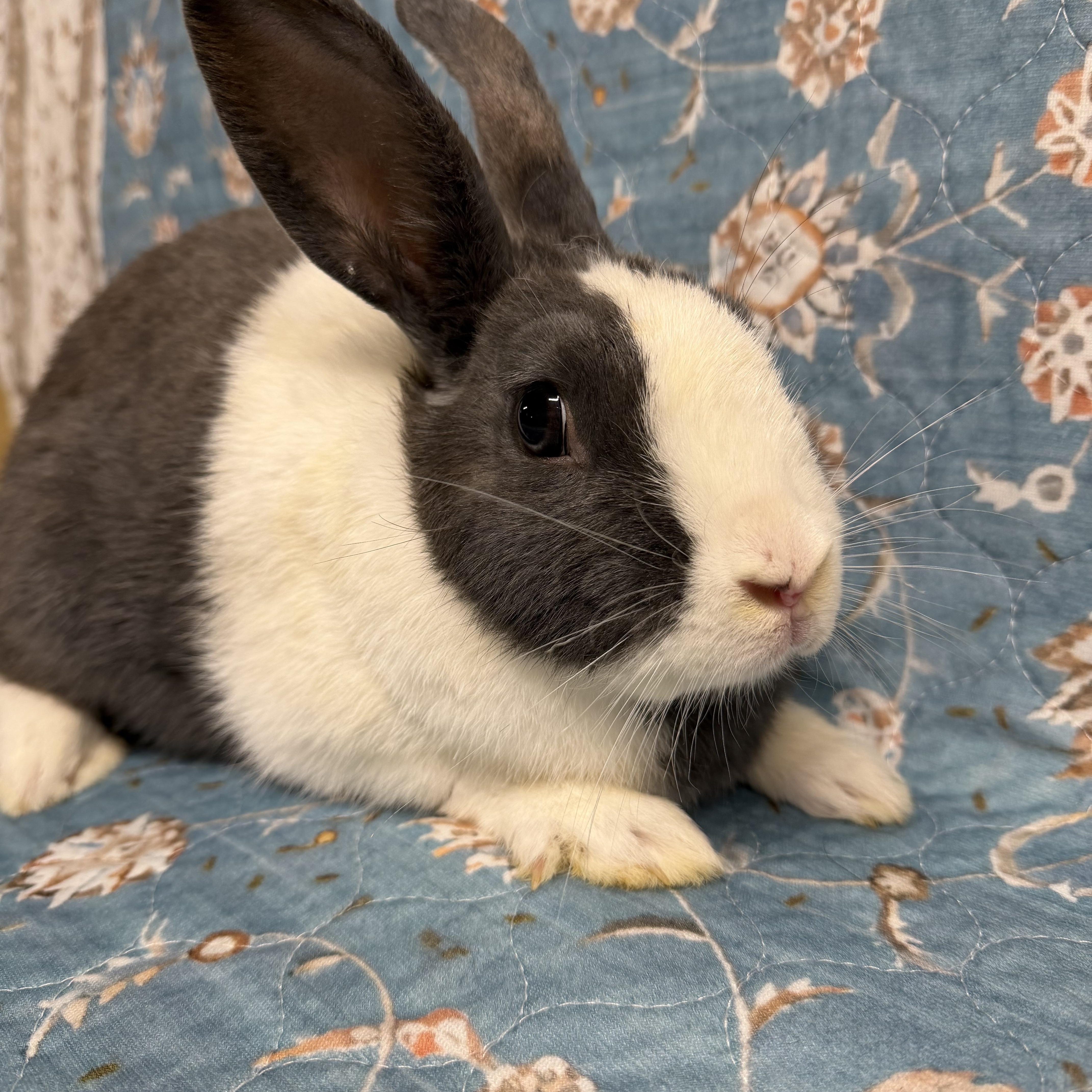Enlarge ALEXANDRA, a Adoptable mixed breed in Forest Hills, NY image 3/5